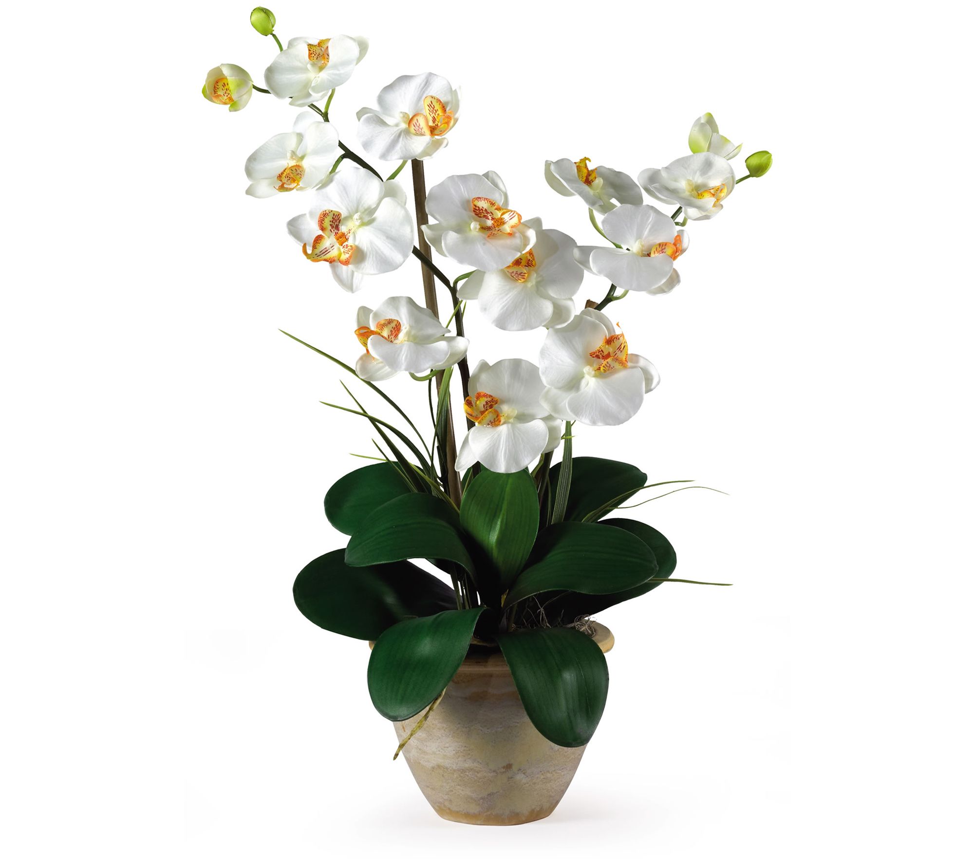25" Double Stem Phalaenopsis by Nearly Natural
