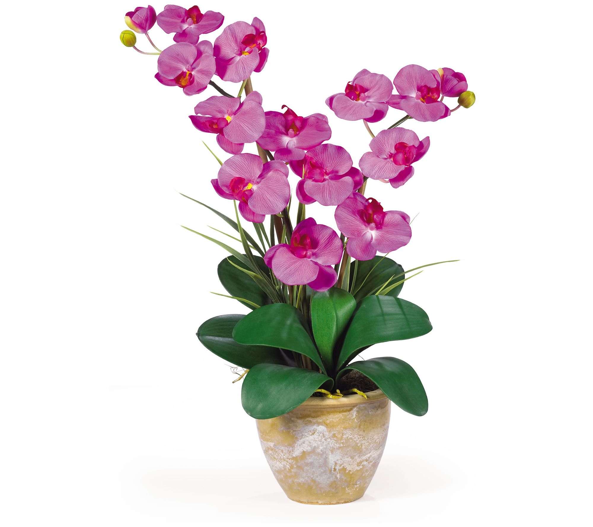 25" Double Stem Phalaenopsis by Nearly Natural