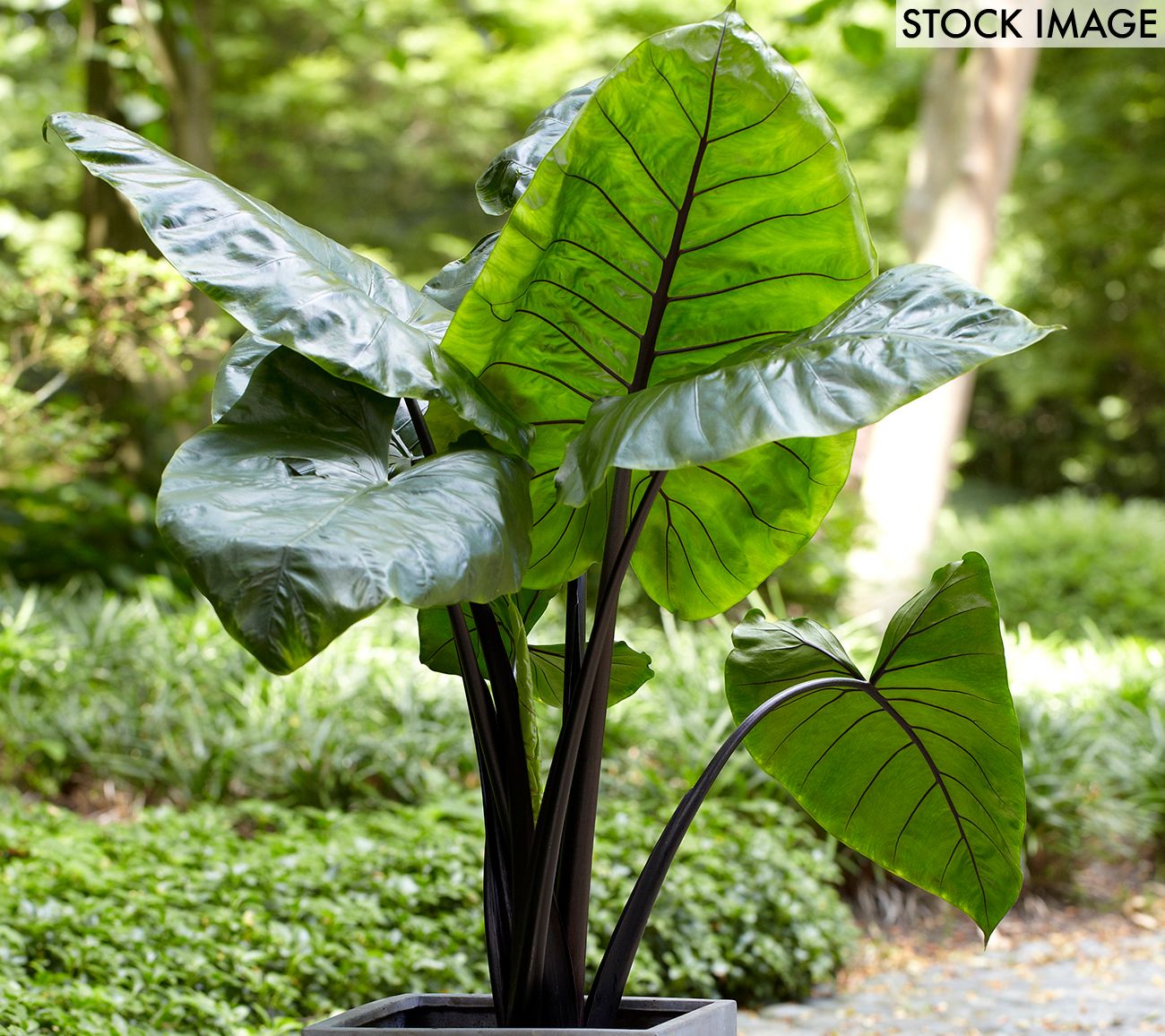 Van Zyverden Elephant Ears Black Stem Upright Set of 1 Bulb