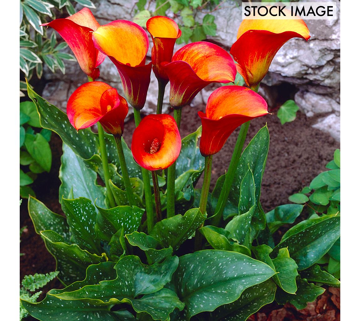Van Zyverden Callas Flame Set of 5 Bulbs