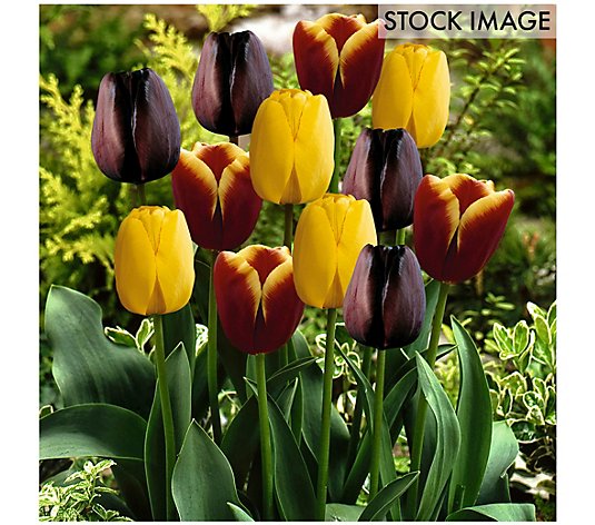 Van Zyverden Tulips Gavota Blend Set of 15 bulbs