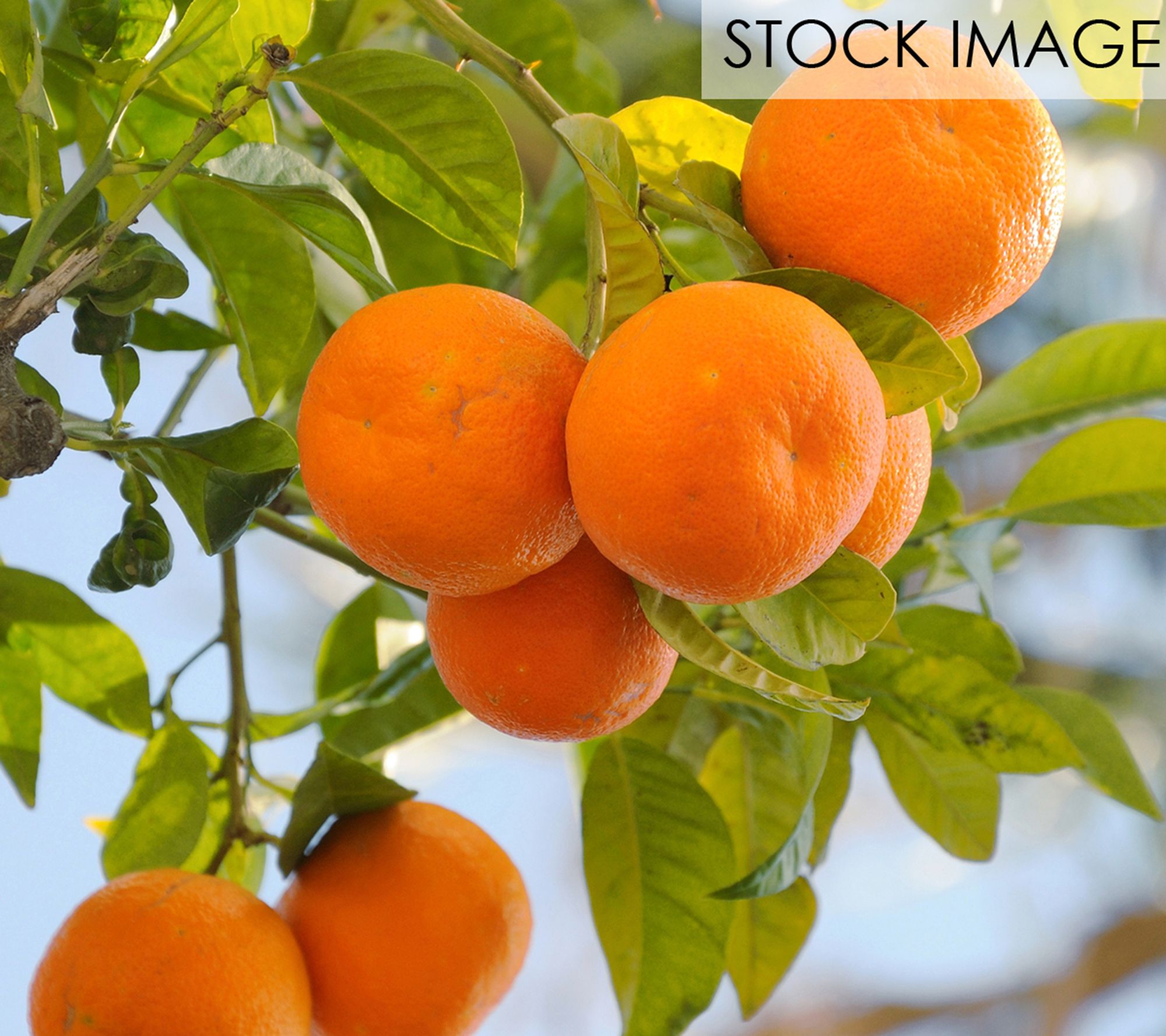 Semi Dwarf Mandarin Citrus Tree Clementine Mandarin 1ct