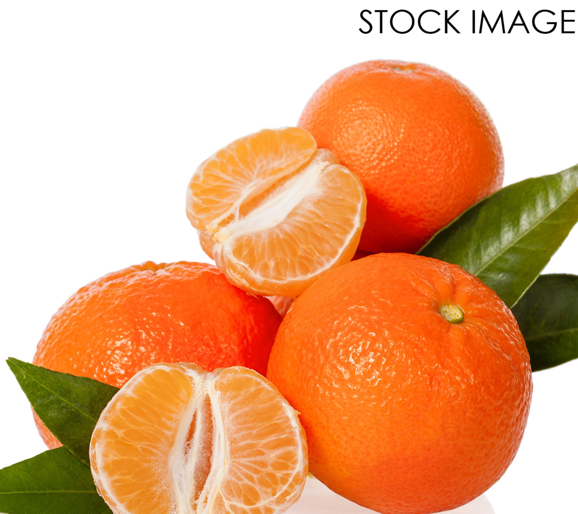 Semi Dwarf Mandarin Citrus Tree Clementine Mandarin 1ct