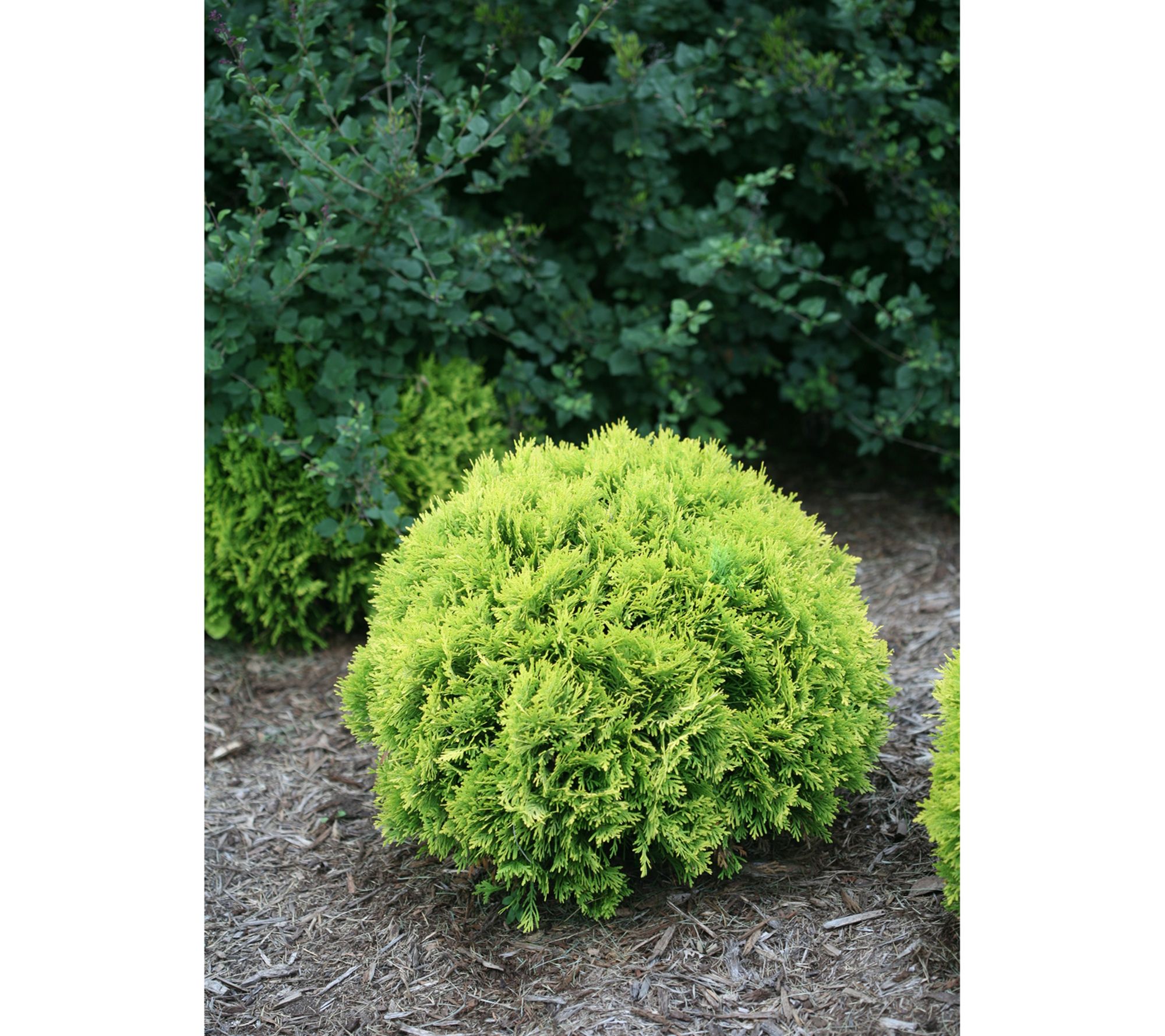 Roberta's Arborvitae Proven Winners Anna's Magi c Ball 1pc
