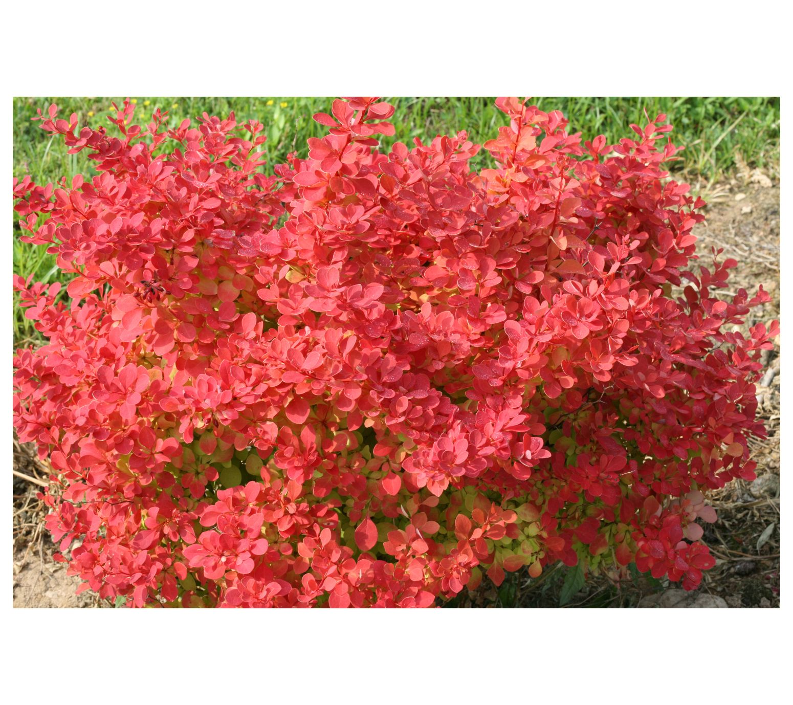 Roberta's 1-Piece Sunjoy Neo Barberry