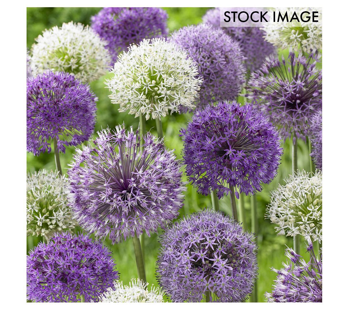 Van Zyverden Allium Blend Set of 6 Bulbs