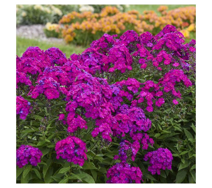 Roberta's Phlox All Ultraviolet Tall Upright Luminary 1pc