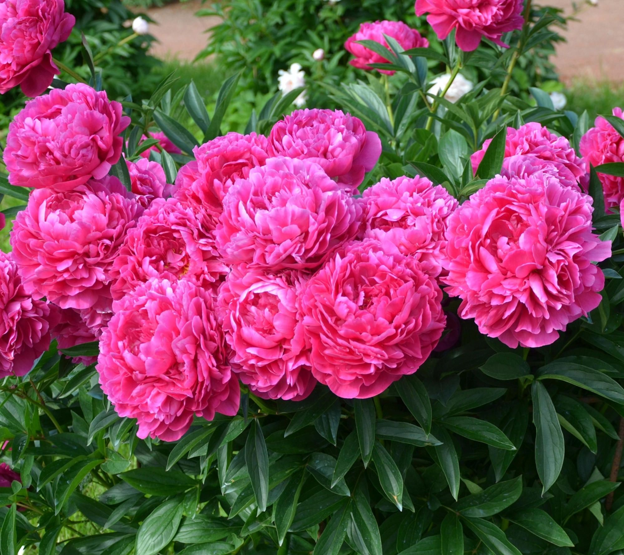 Cottage Farms Felix Crouse Peony