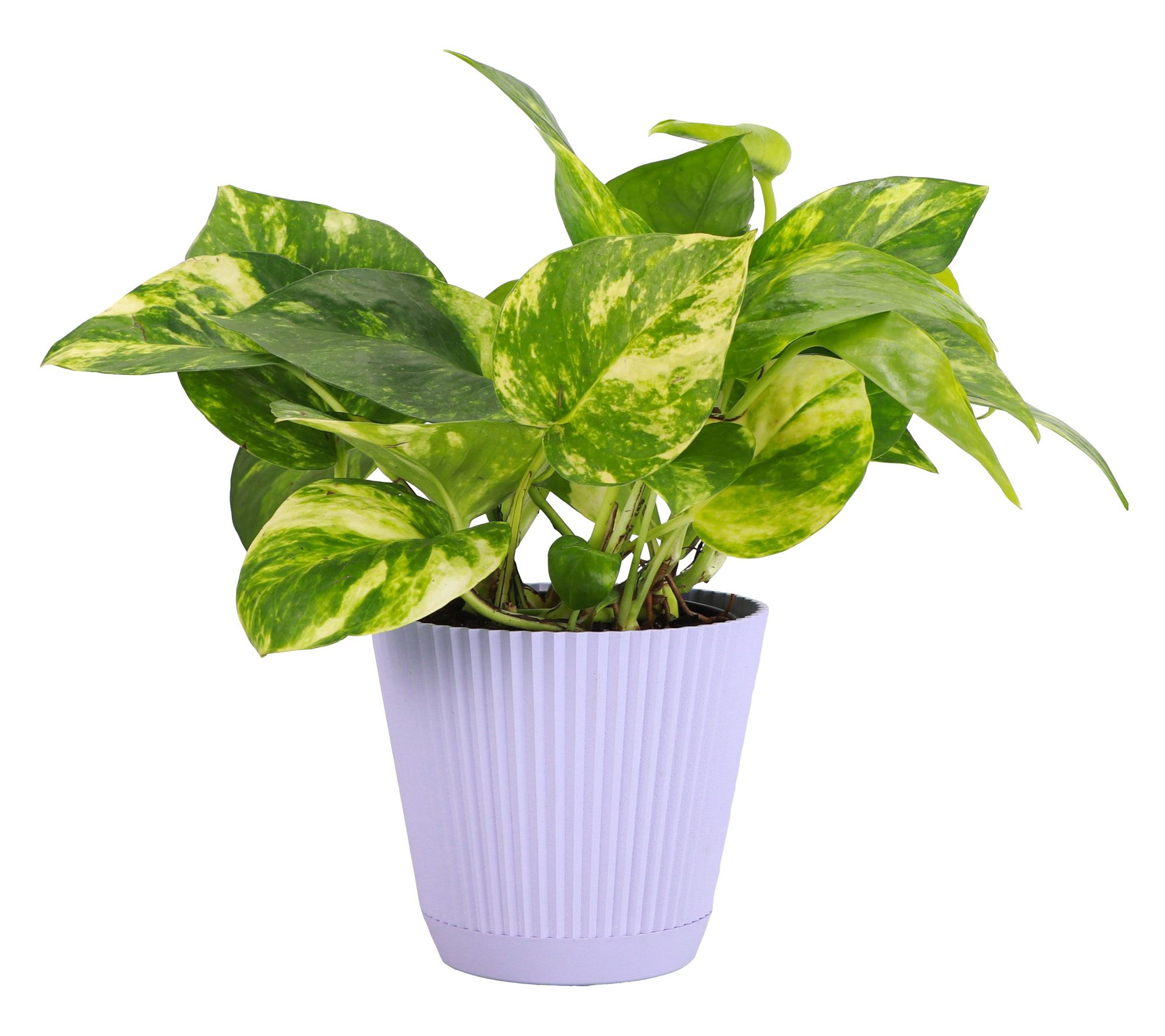 Thorsen's Greenhouse Live 4" Golden Pothos in Ruffle Pot