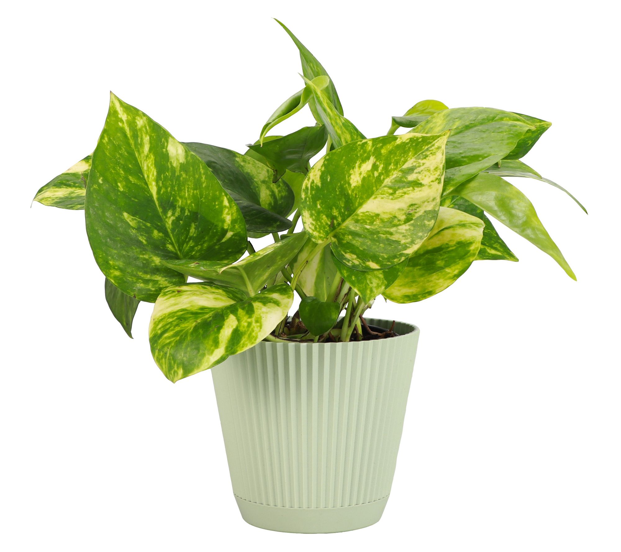 Thorsen's Greenhouse Live 4" Golden Pothos in Ruffle Pot