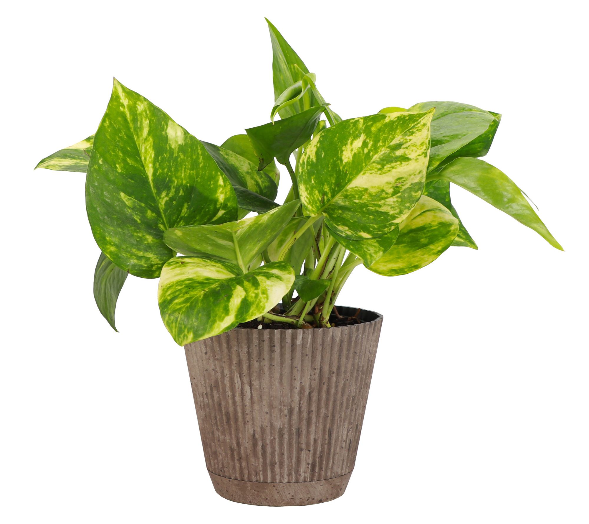 Thorsen's Greenhouse Live 4" Golden Pothos in Ruffle Pot