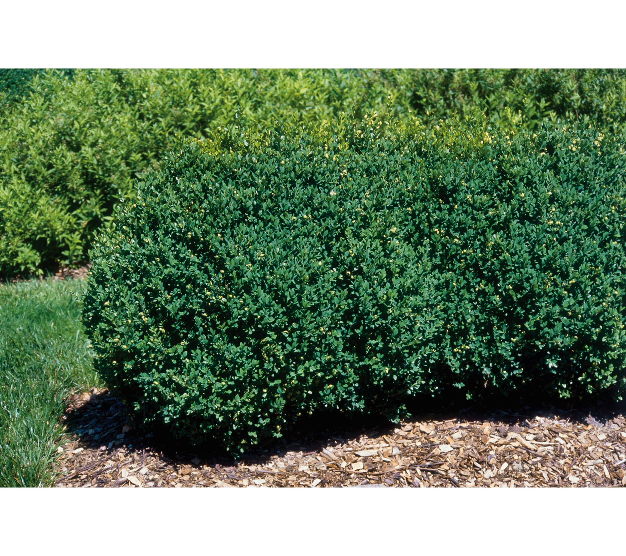 Roberta's 1 pc. Green Mountain Pyramidal Boxwood Shrub