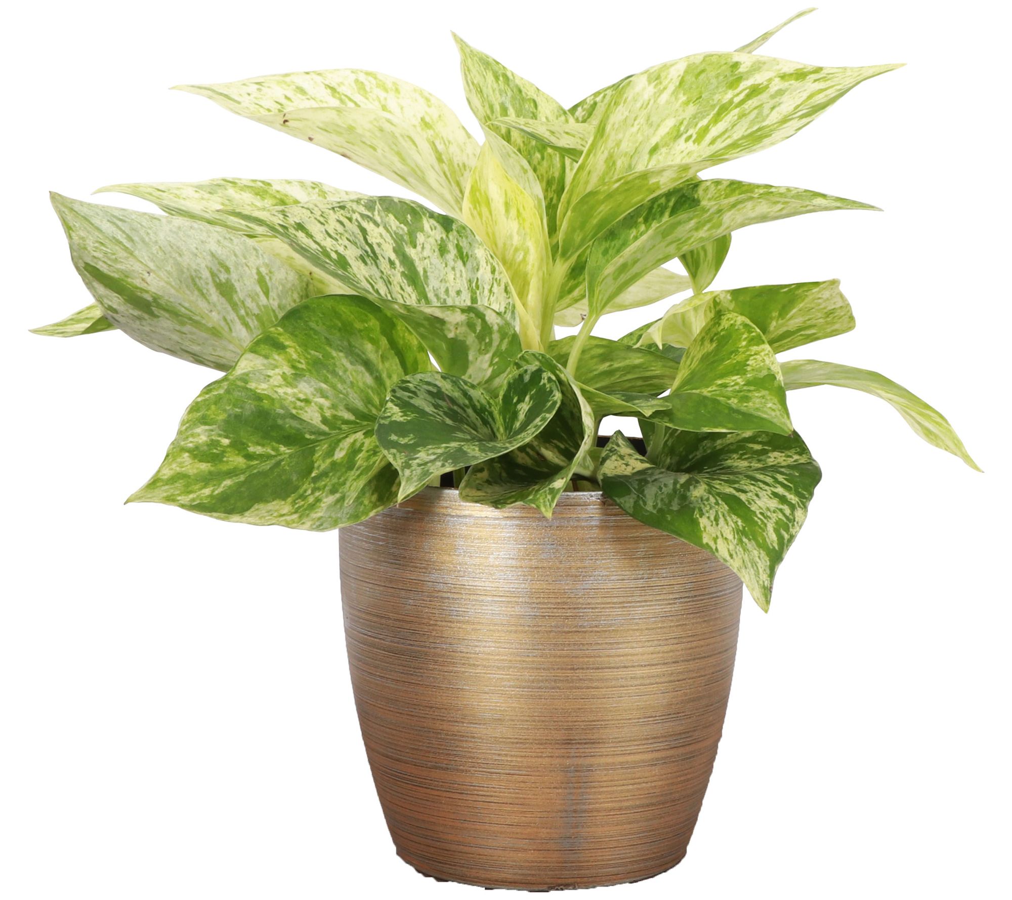 Thorsen's Green house 4" Marble Queen Pothos i n Classic Pot