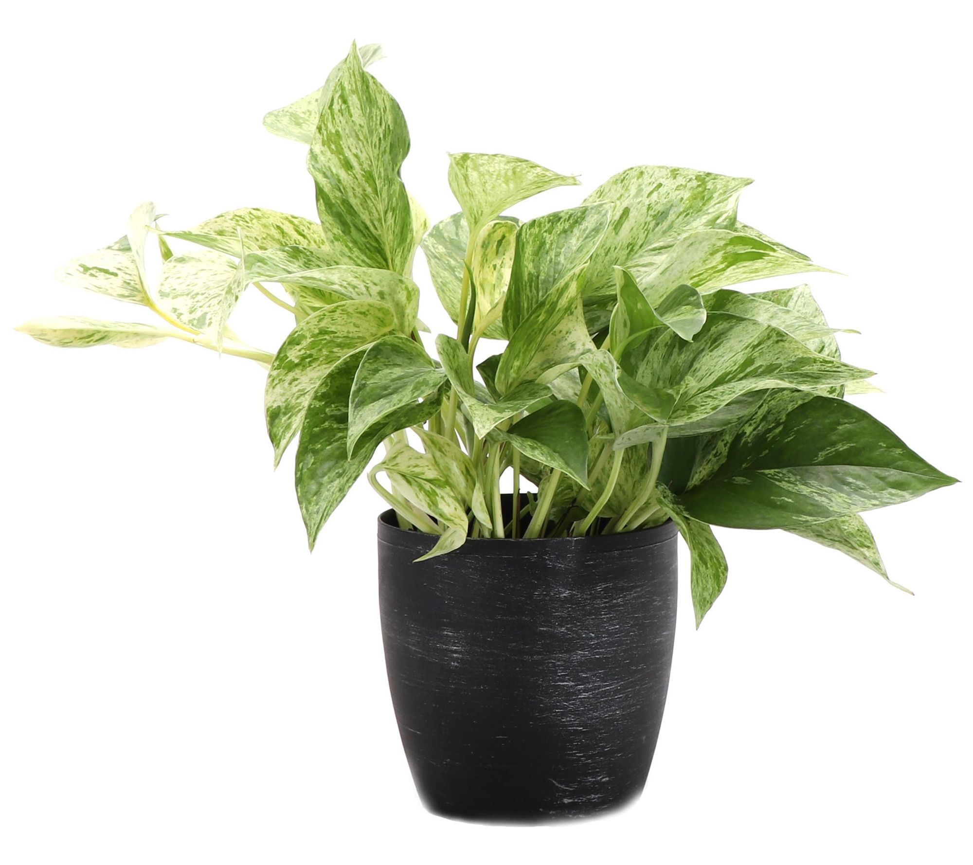 Thorsen's Green house 4" Marble Queen Pothos i n Classic Pot