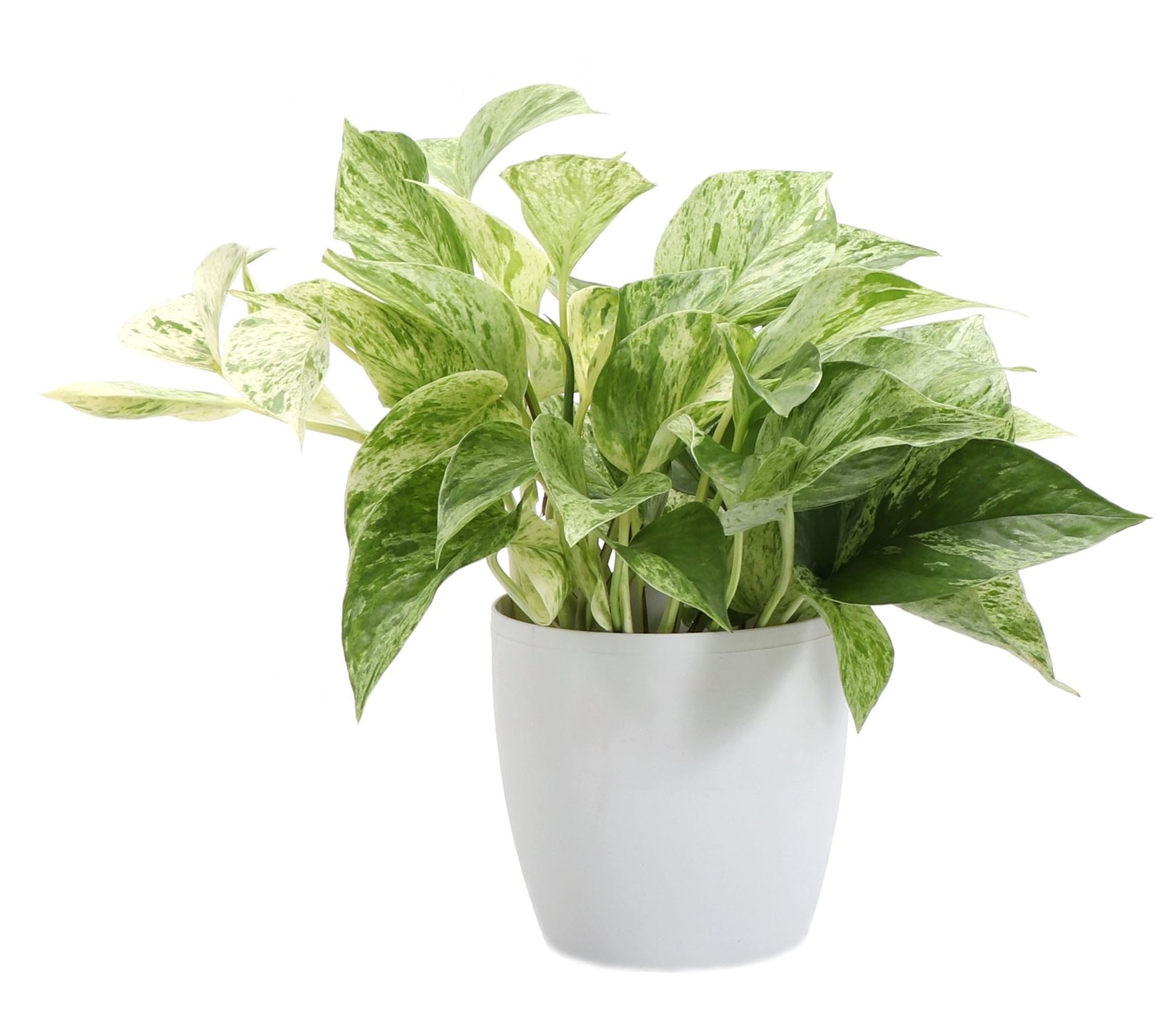 Thorsen's Green house 4" Marble Queen Pothos i n Classic Pot