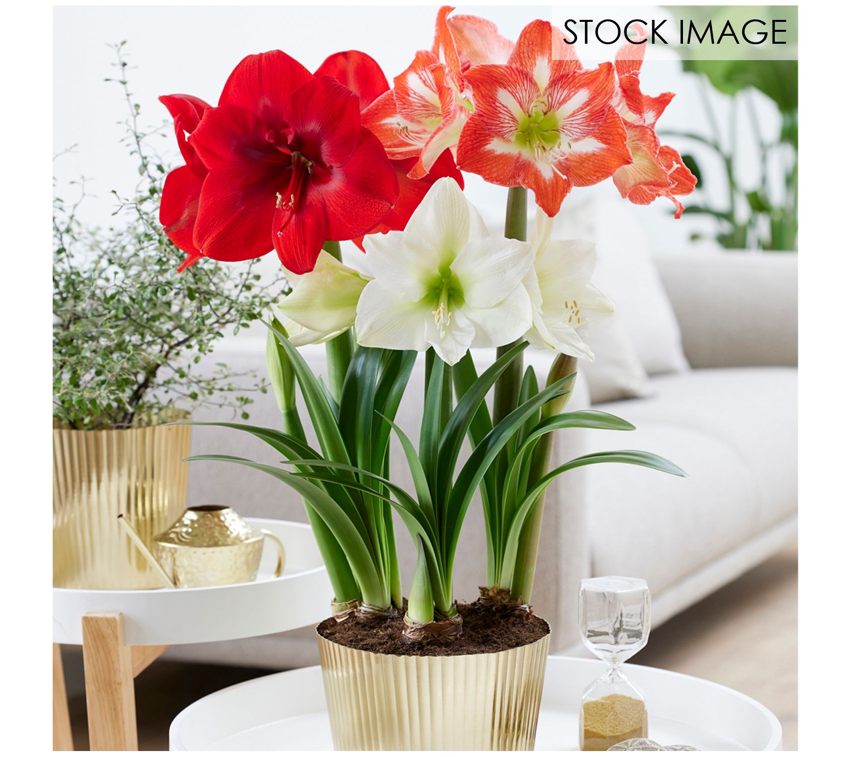 Van Zyverden Amaryllis Kit Trio with Fluted Planter