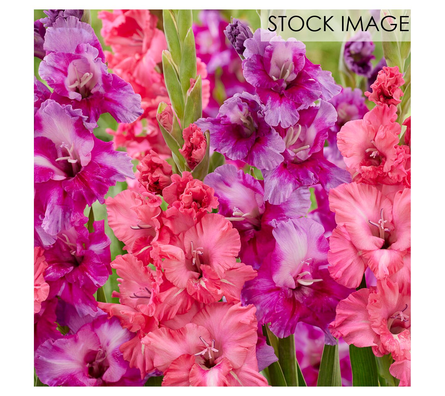 Van Zyverden Gladiolus Royal Radiance Blend Setof 15 Bulbs