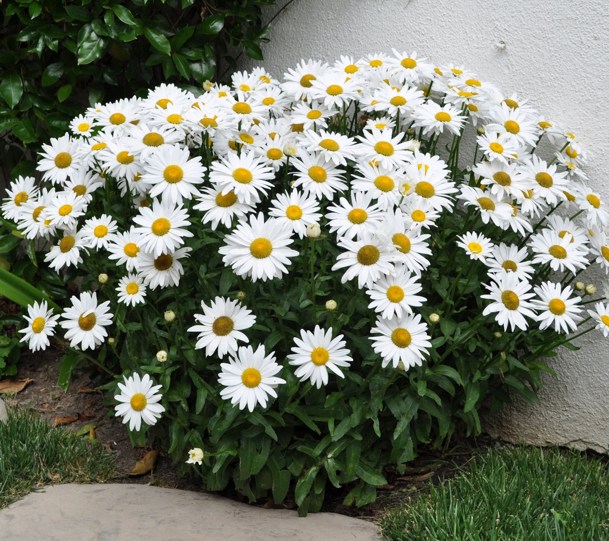 Cottage Farms 3pc White Mountain Shasta Daisies
