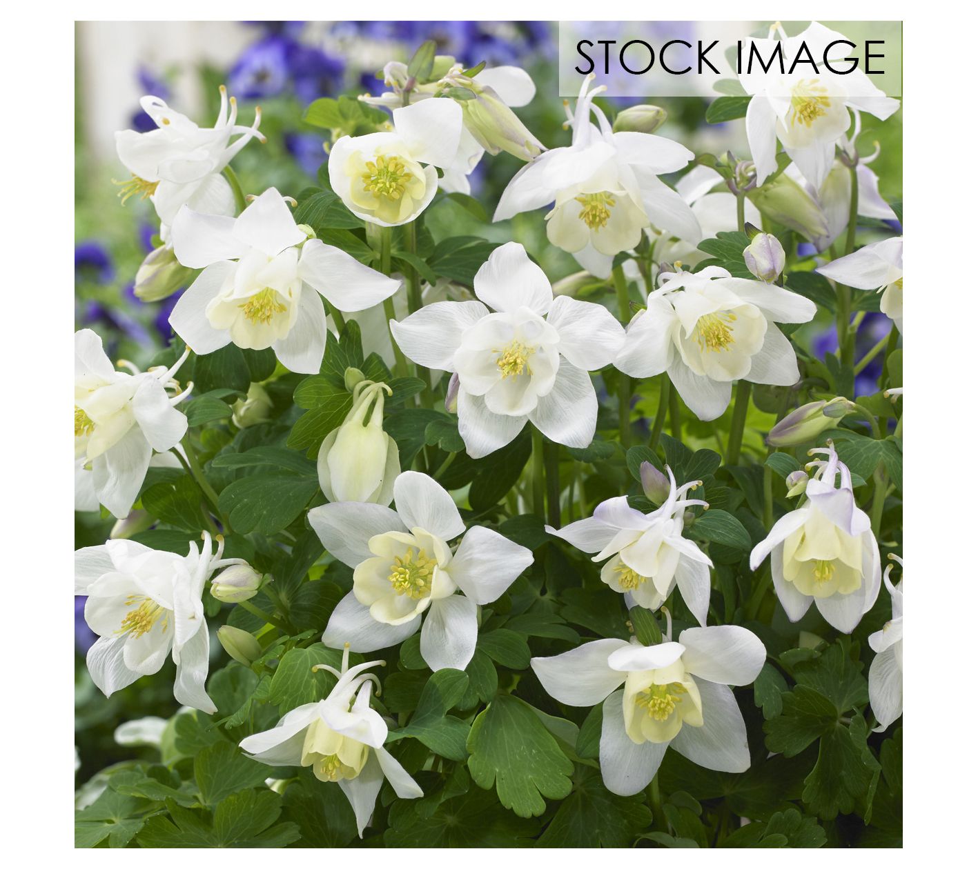 Van Zyverden Aquilegia Columbine White Barlow Set of 5 Roots