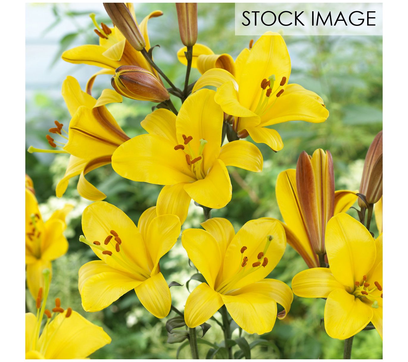 Van Zyverden Lilies Premium OT Hybrid Yellow 5 Bulbs