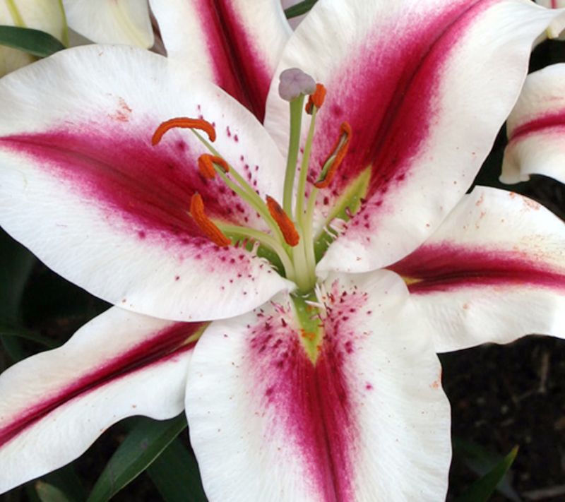 Roberta's 6-Piece Ancient and Elegant Hachi Oriental Lily