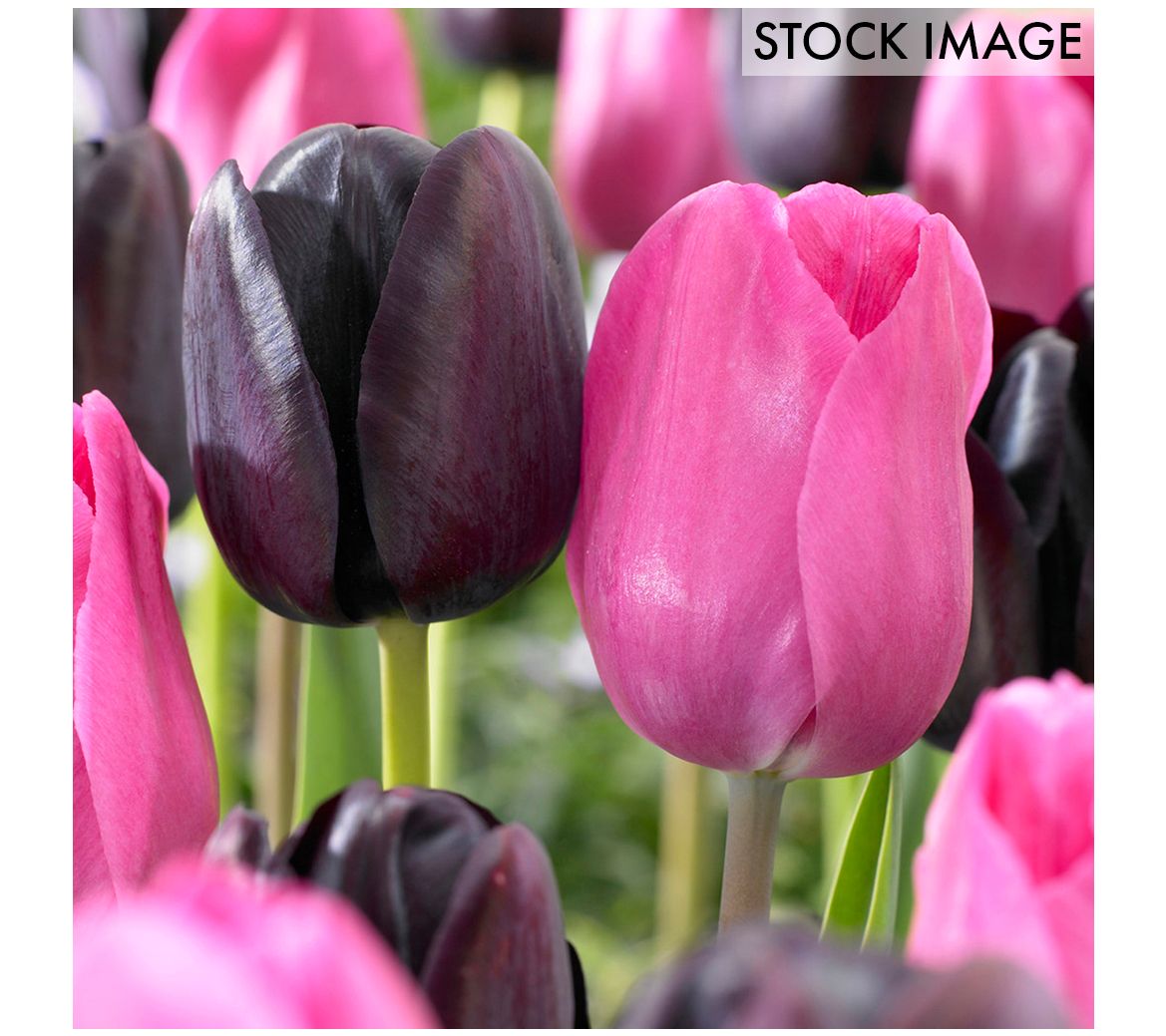 Van Zyverden Tulips Lip Stick Blend Set of 15 bulbs