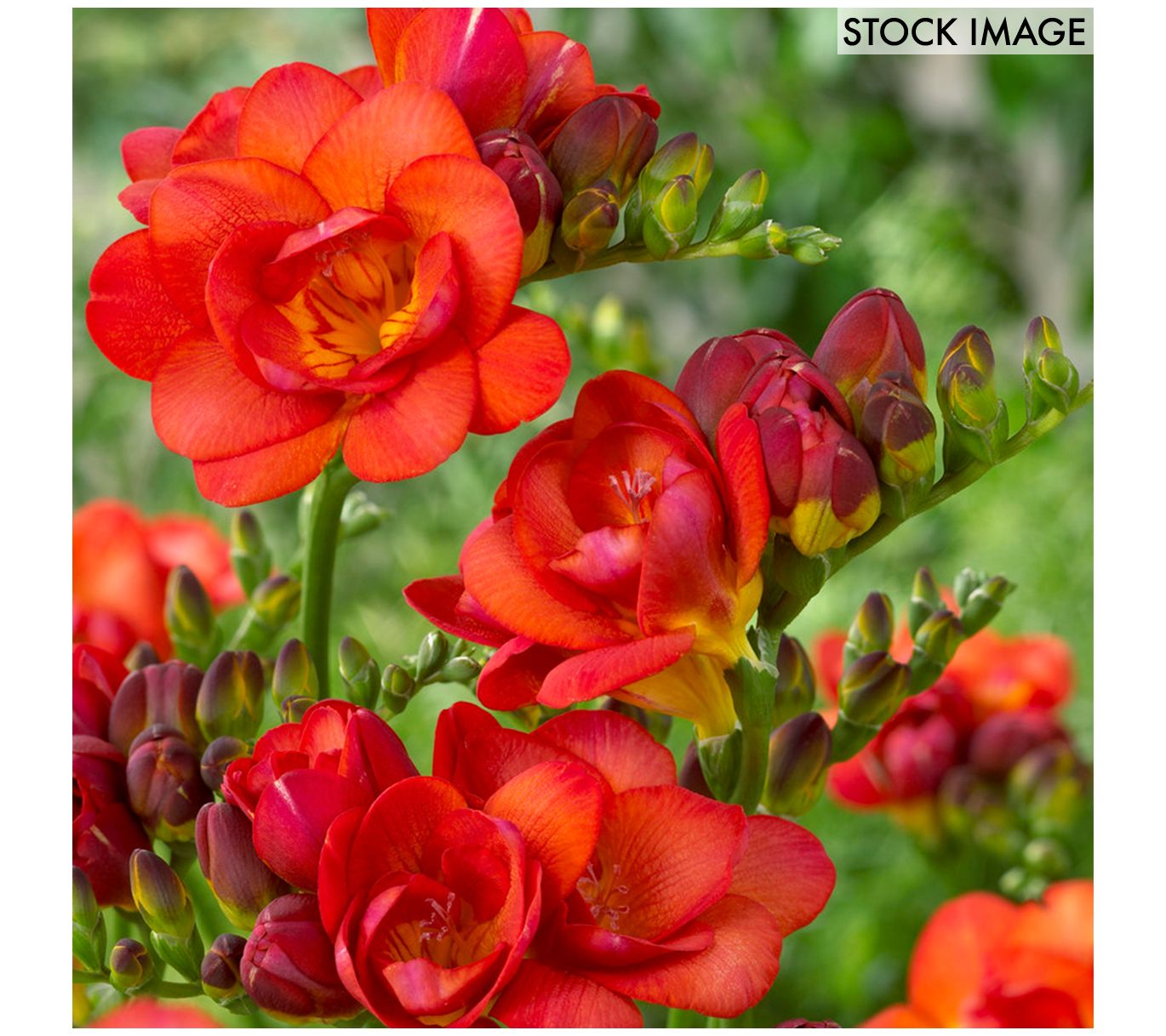 Van Zyverden Freesias Double Blooming Red Set of 25 Bulbs