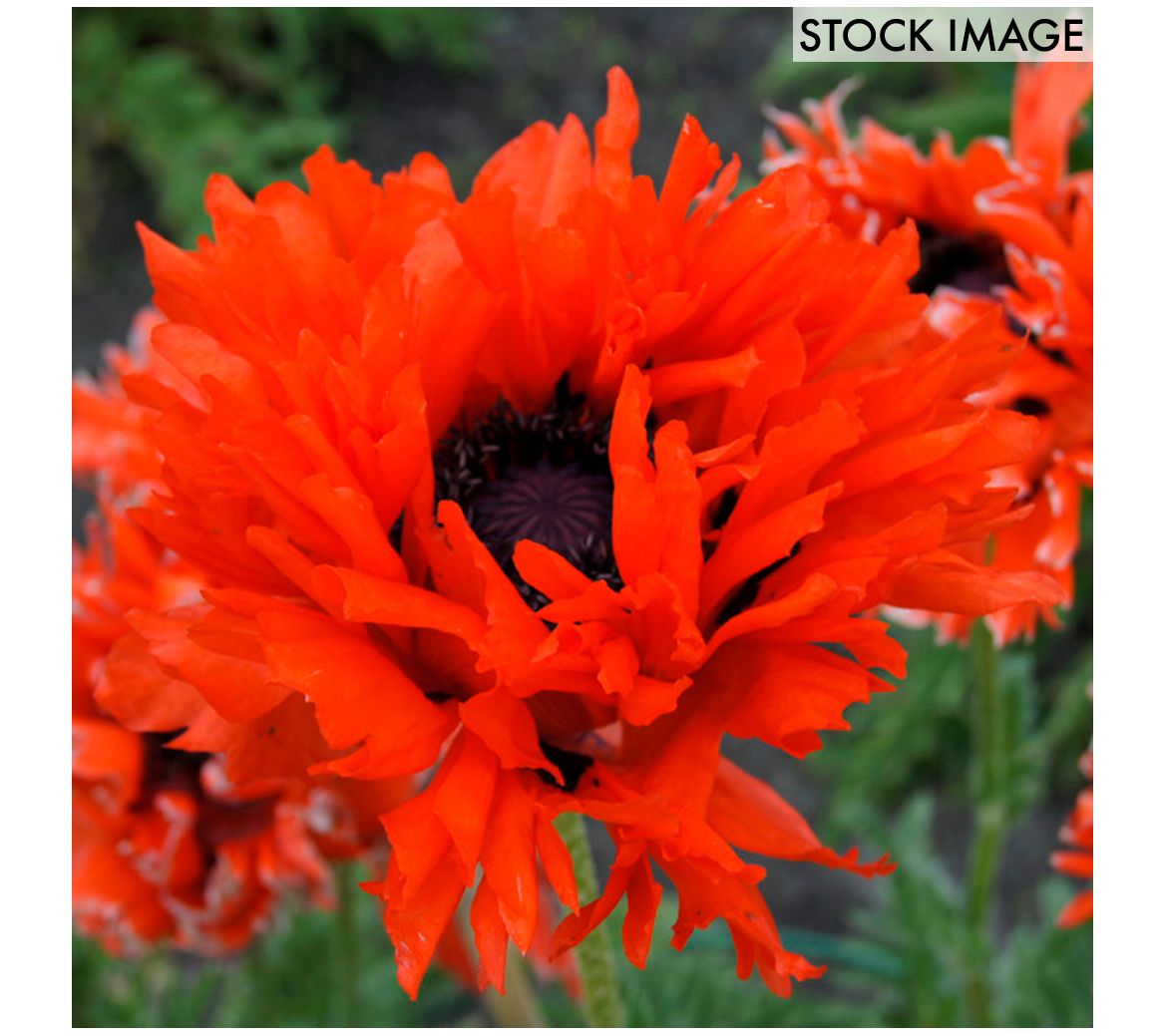 Van Zyverden Poppies Ruffled Princess of OrangeSet of 3 Roots
