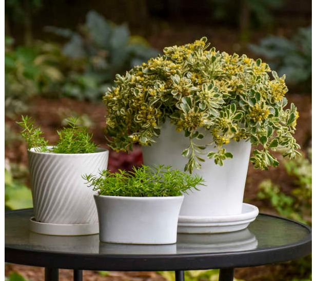 Roberta's Stonecrop Sedum Boogie Woogie 1pc