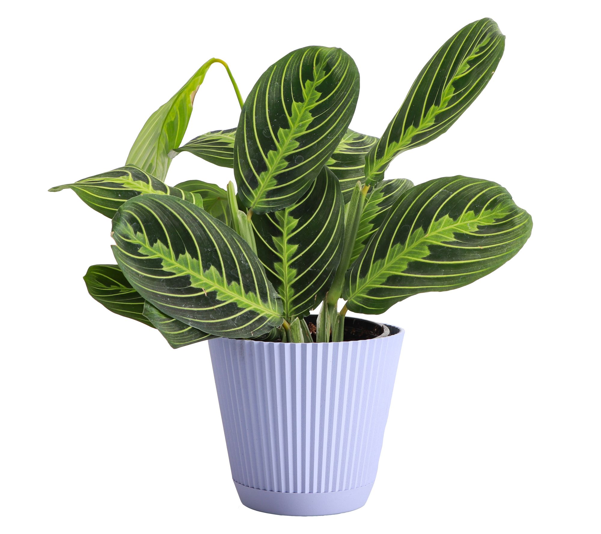 Thorsen's Greenhouse Live 4" Lemon Prayer Plantin Ruffle Pot