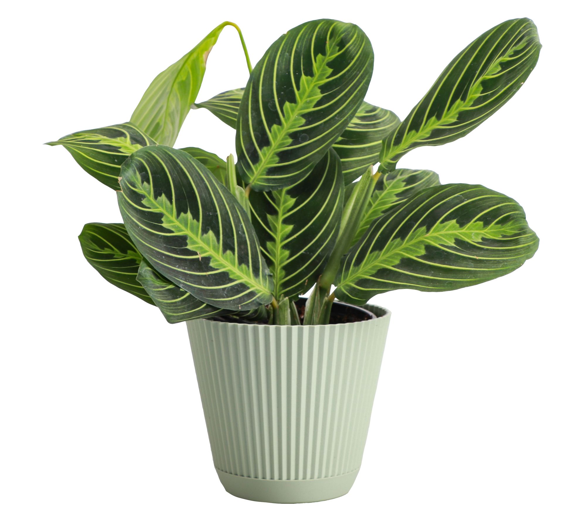 Thorsen's Greenhouse Live 4" Lemon Prayer Plantin Ruffle Pot