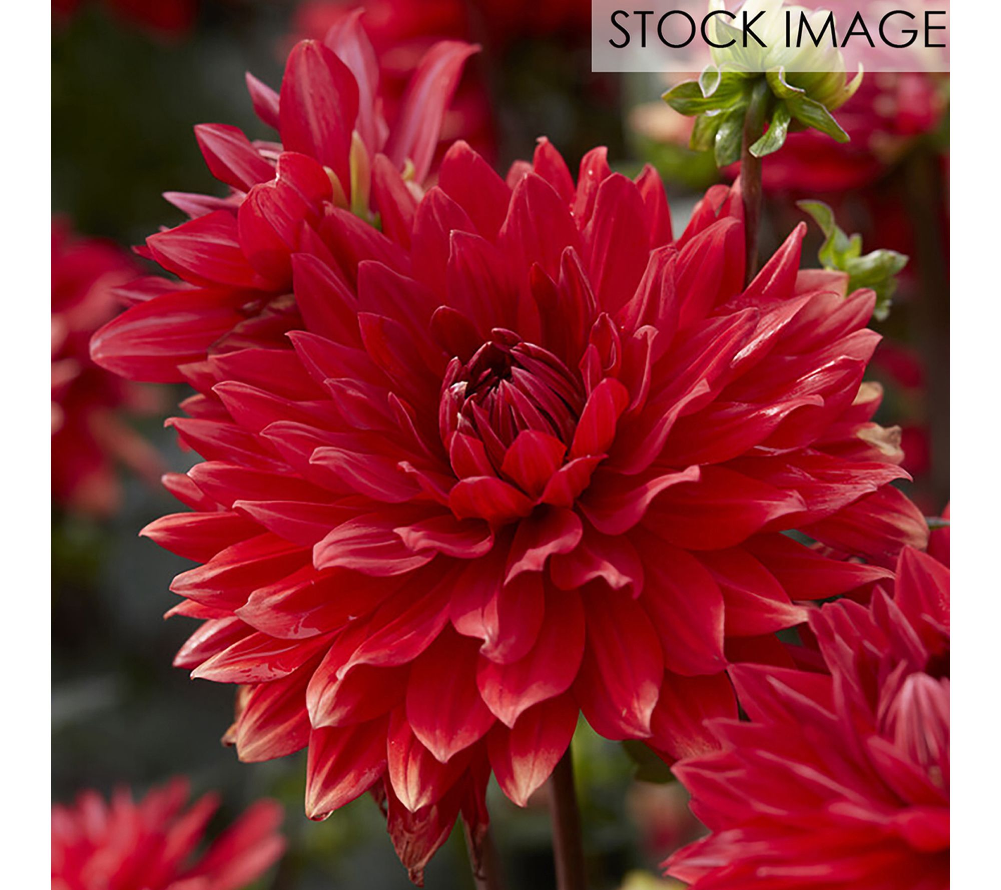 Van Zyverden Dahlias Garden Wonder 5 Bulbs
