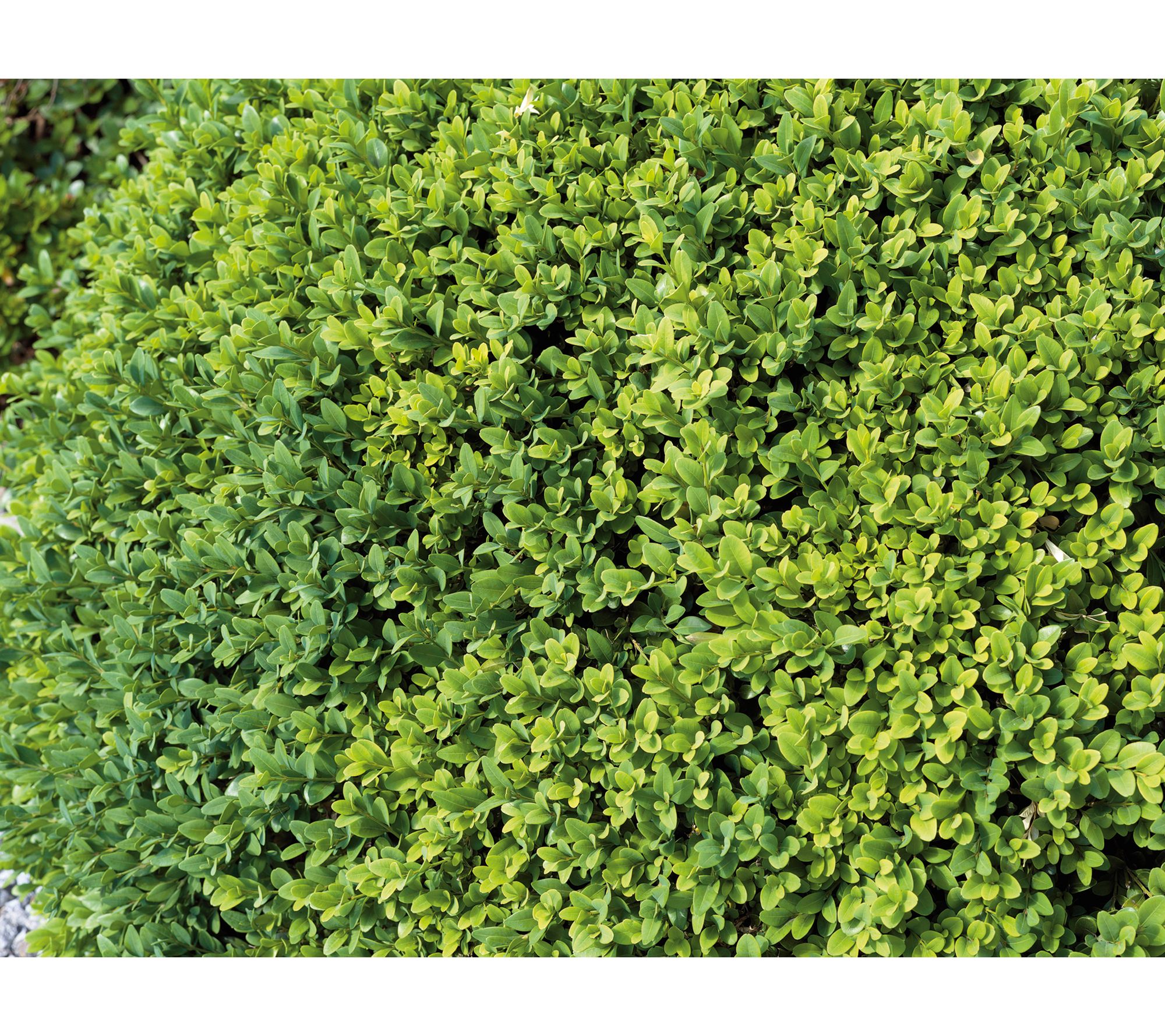Roberta's 1 pc. Green Velvet Boxwood Shrub