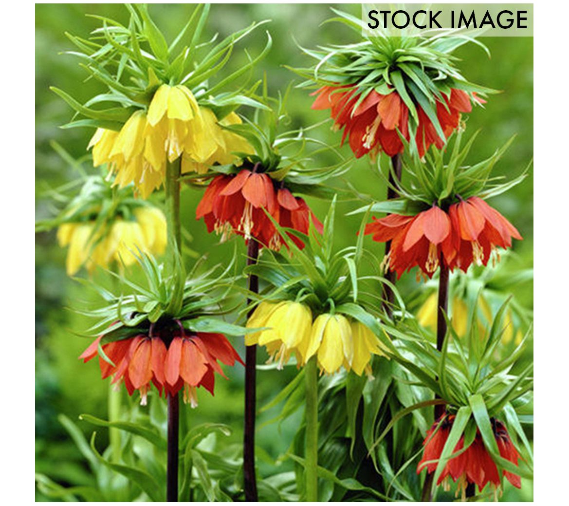 Van Zyverden Fritillaria Blend Set of 3 bulbs