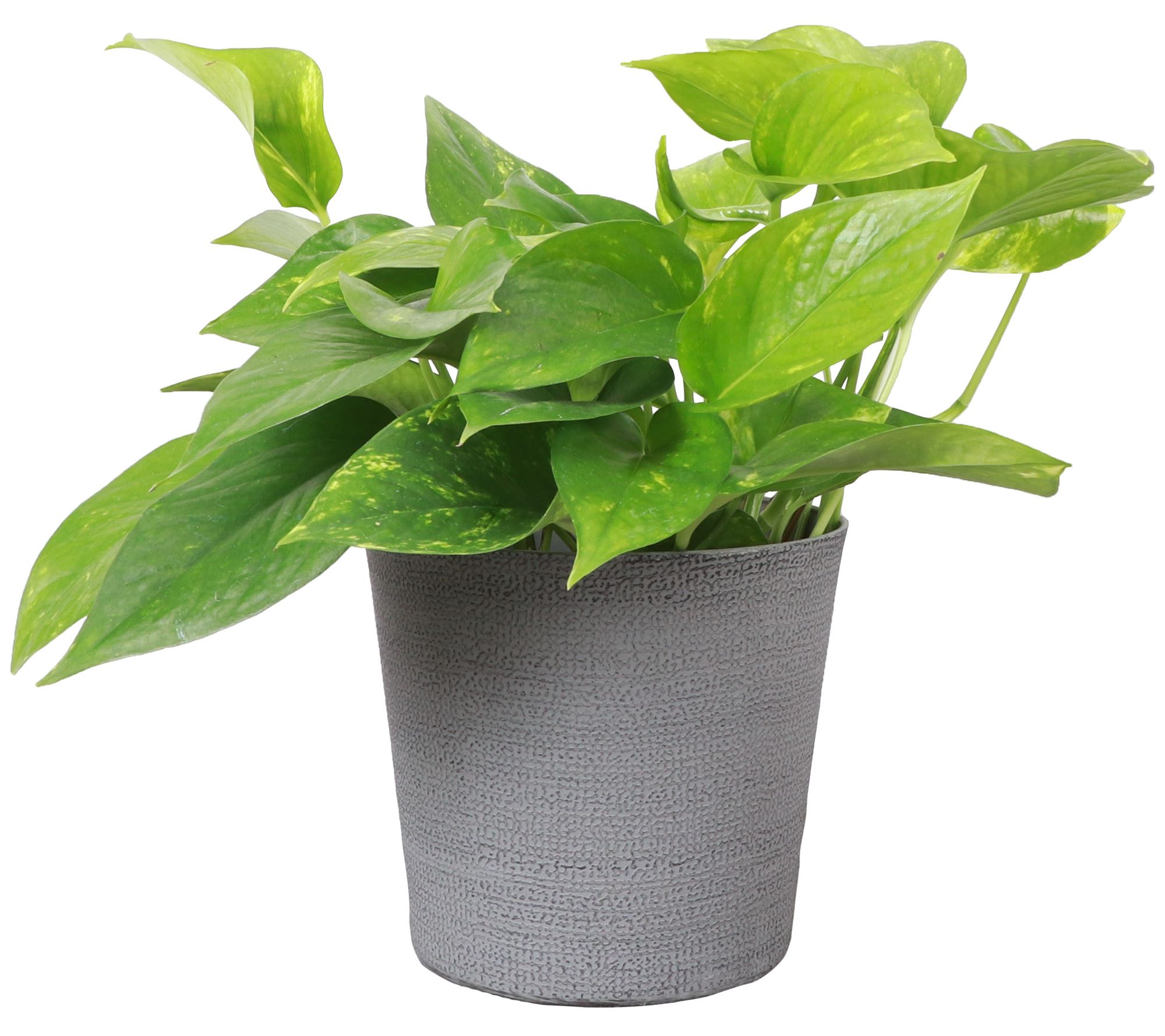 Thorsen's Greenhouse Live 6" Golden Pothos in Classic Pot