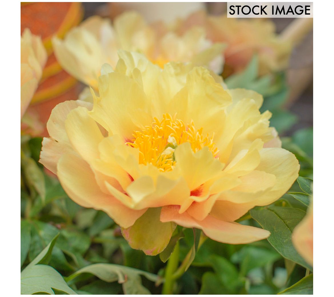 Van Zyverden Itoh Peony Prairie Charm Set of 1Root