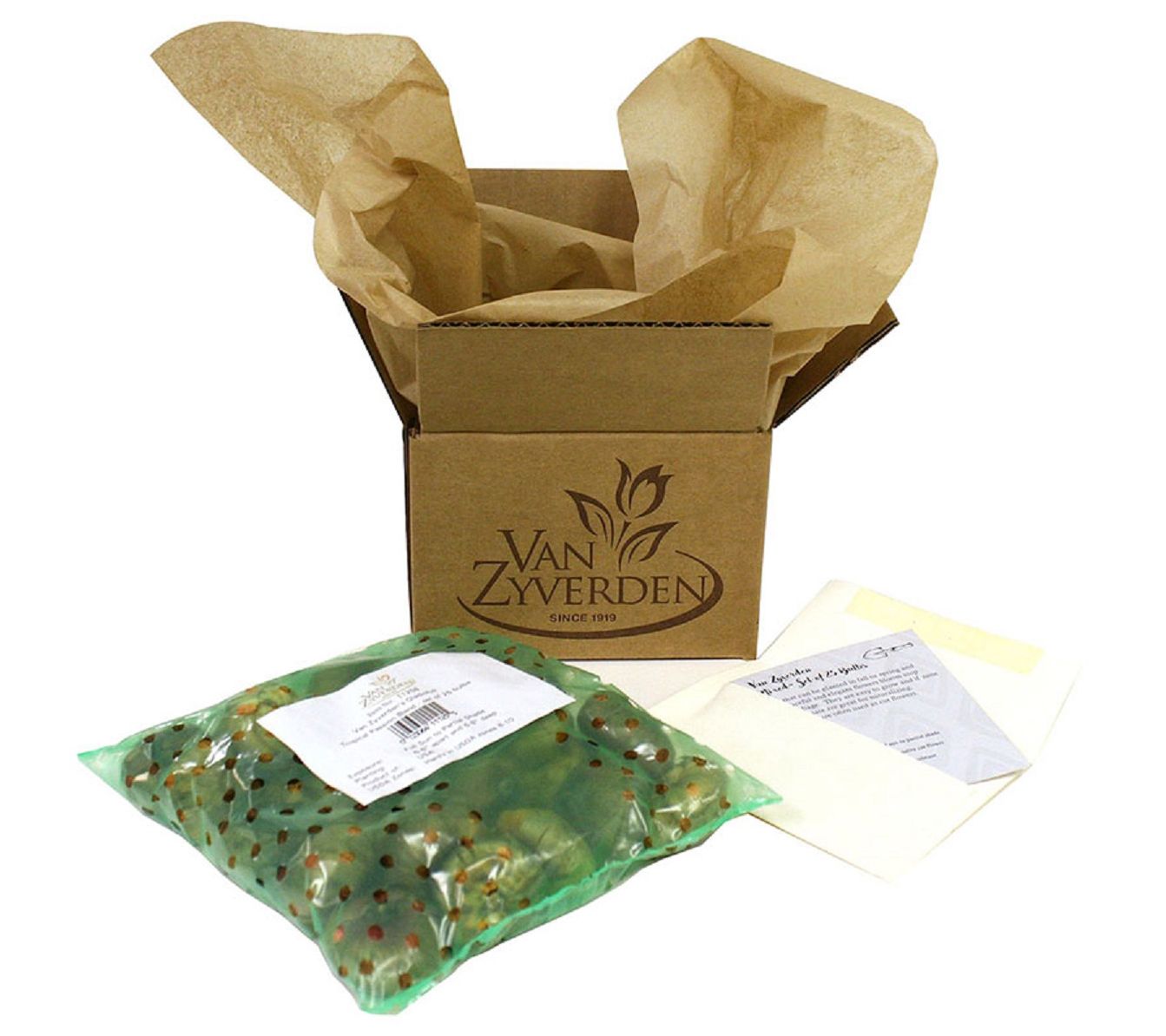 Van Zyverden Gladiolus Large Rose Supreme Set of 12 Bulbs