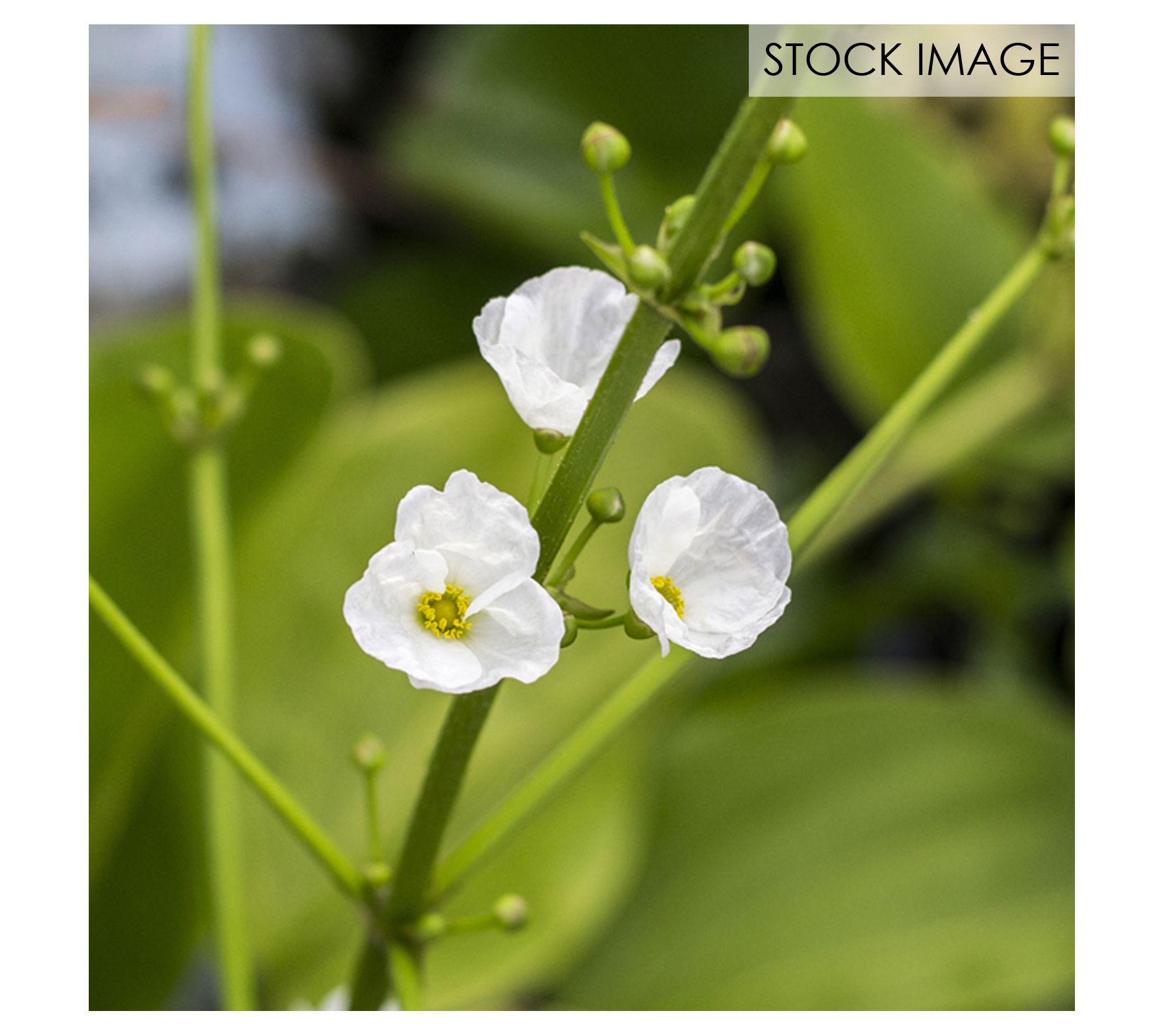 Van Zyverden Woodland Plant Skeleton Flower Set of 3 Root - QVC.com