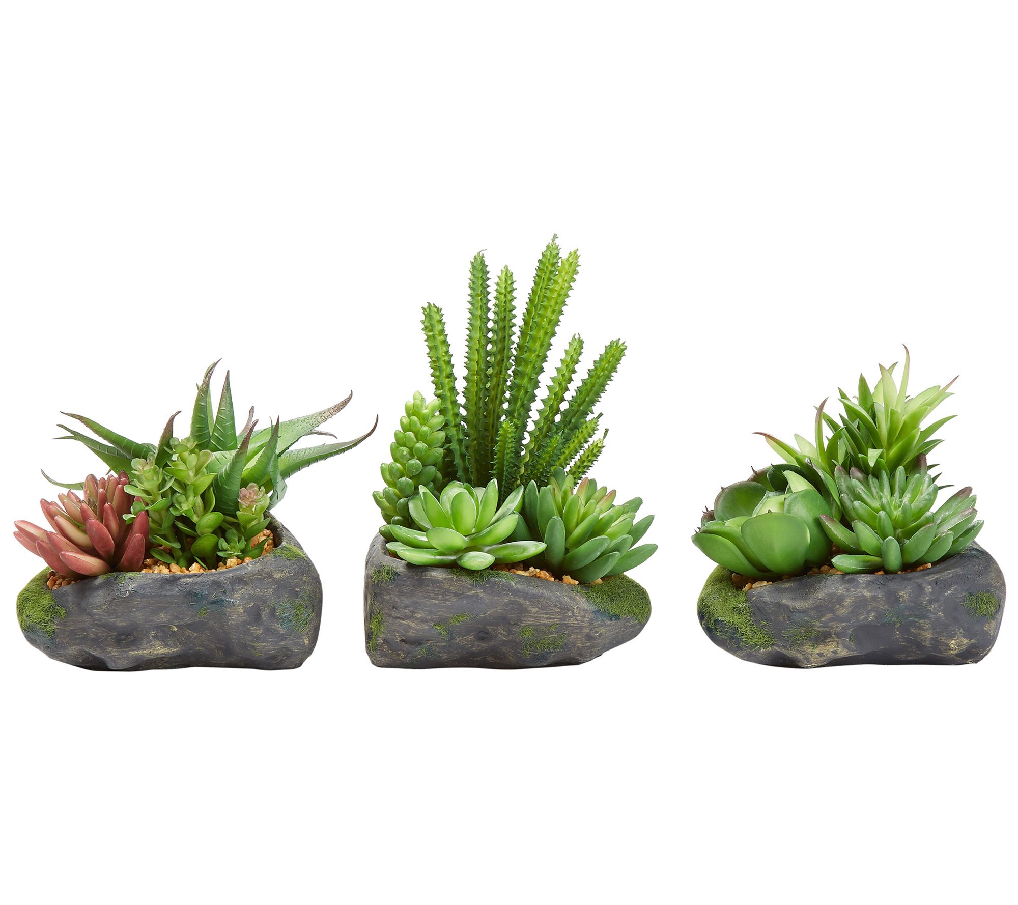 Pure Garden 3 Assorted Succulents - QVC.com