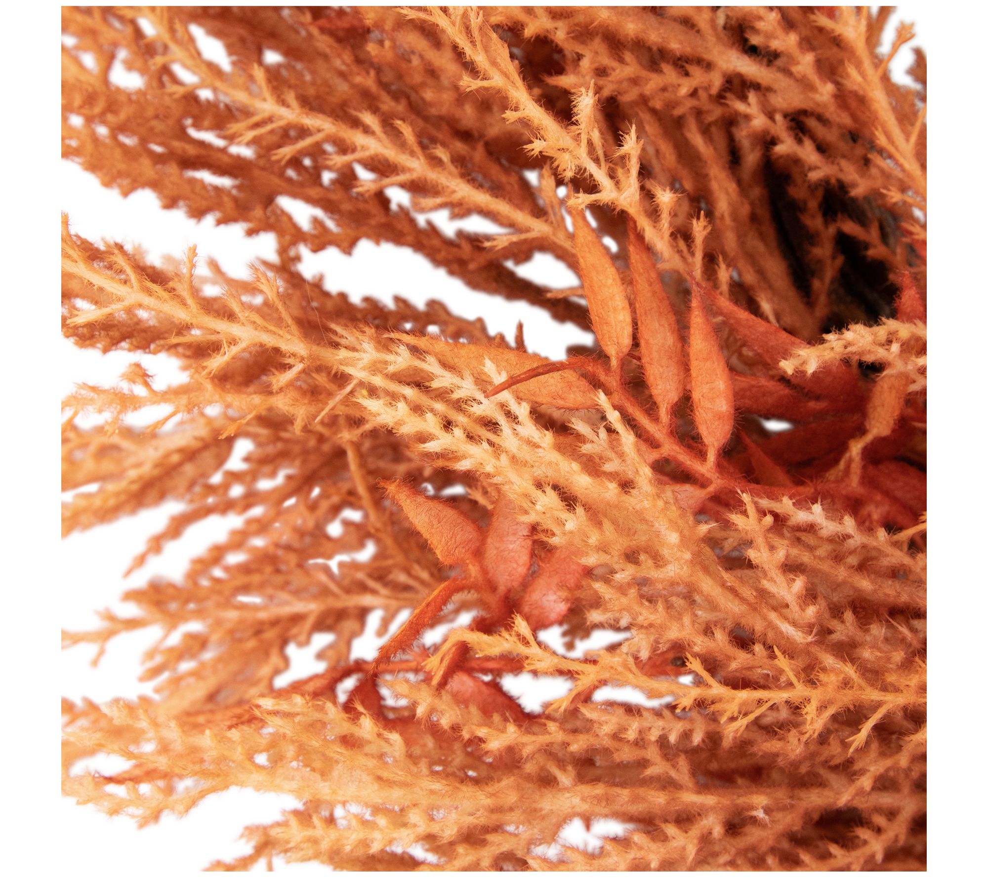 Northlight Peachy Pampas Grass Fall Harvest Wreath 24"