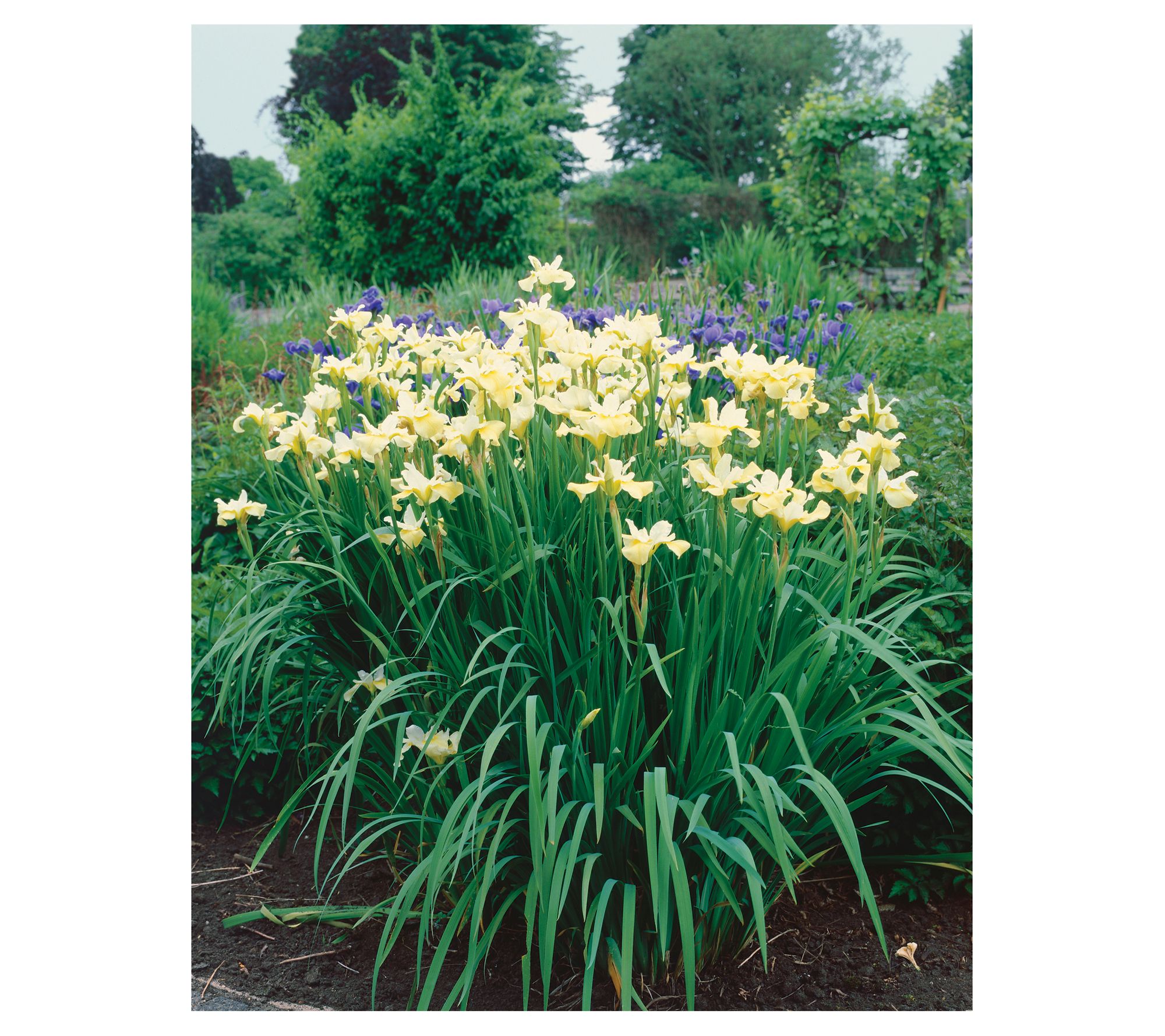 Roberta's 3-Piece Siberian Iris Collection