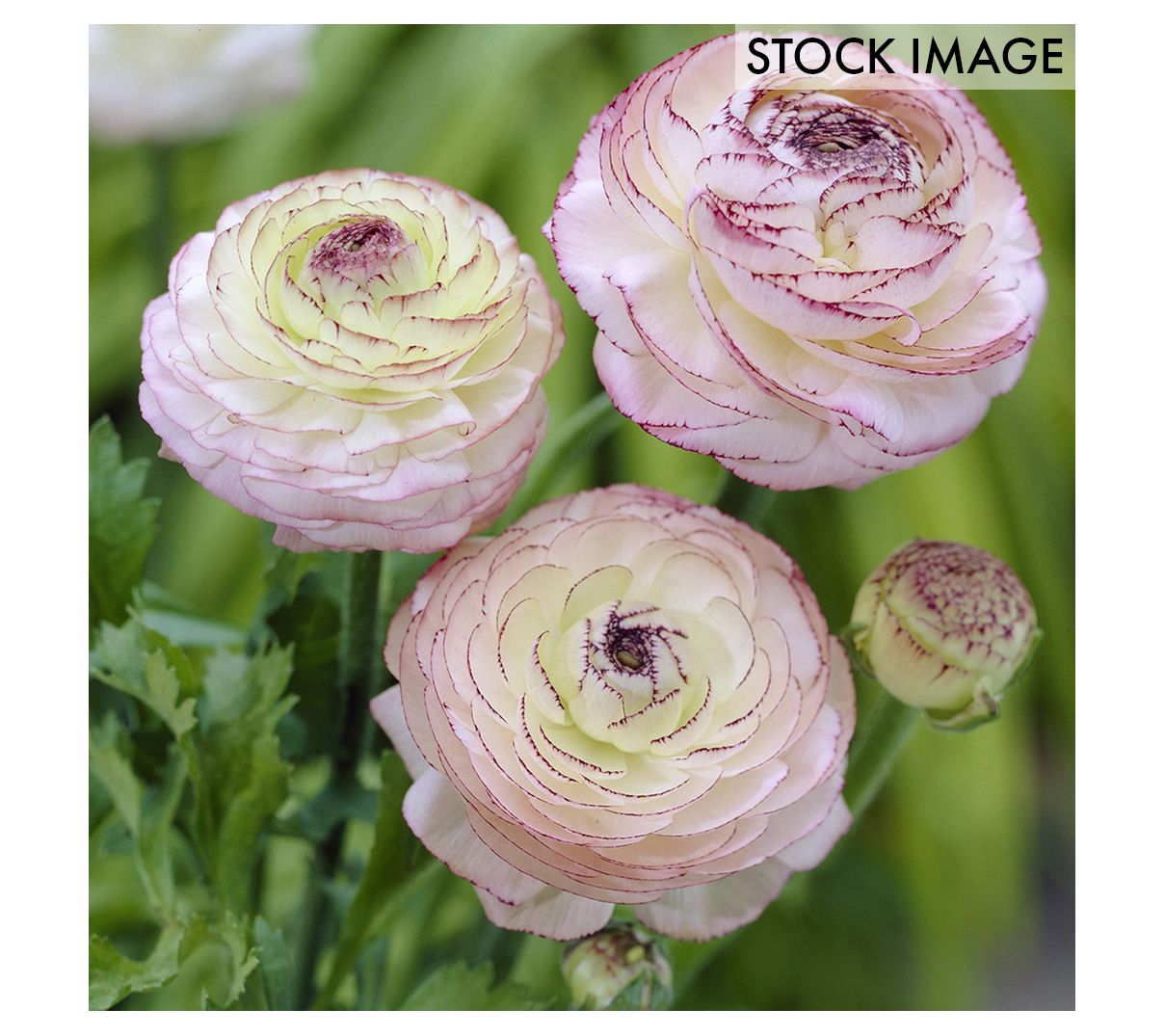 Van Zyverden Butter Cups Ranunculus Cappuccino Set of 7 Bulbs