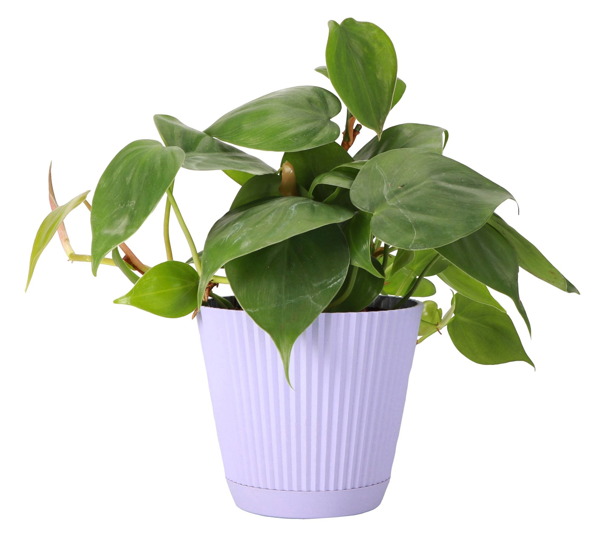 Thorsen's Greenhouse Live 4" Green Philodendronin Ruffle Pot