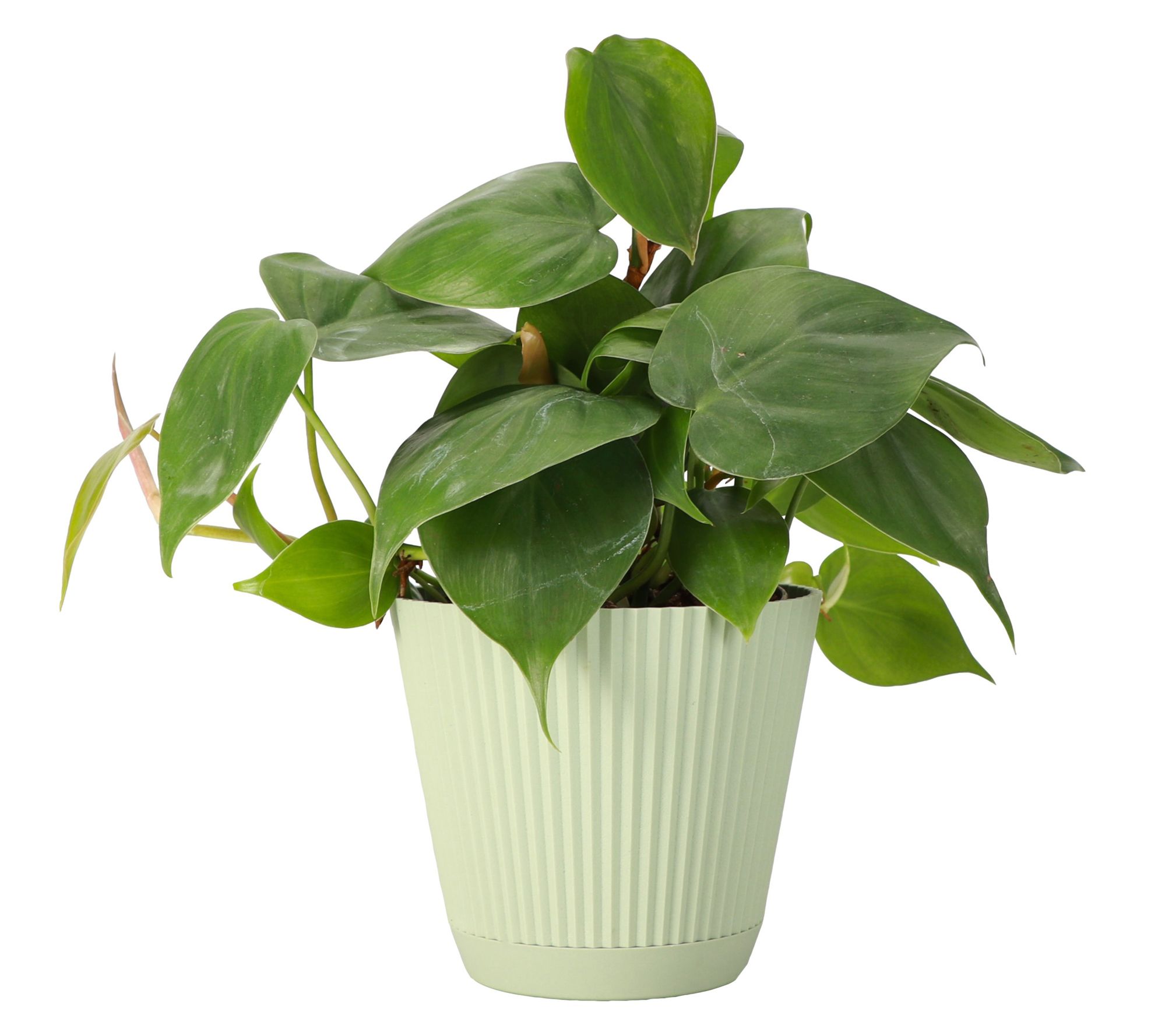 Thorsen's Greenhouse Live 4" Green Philodendronin Ruffle Pot