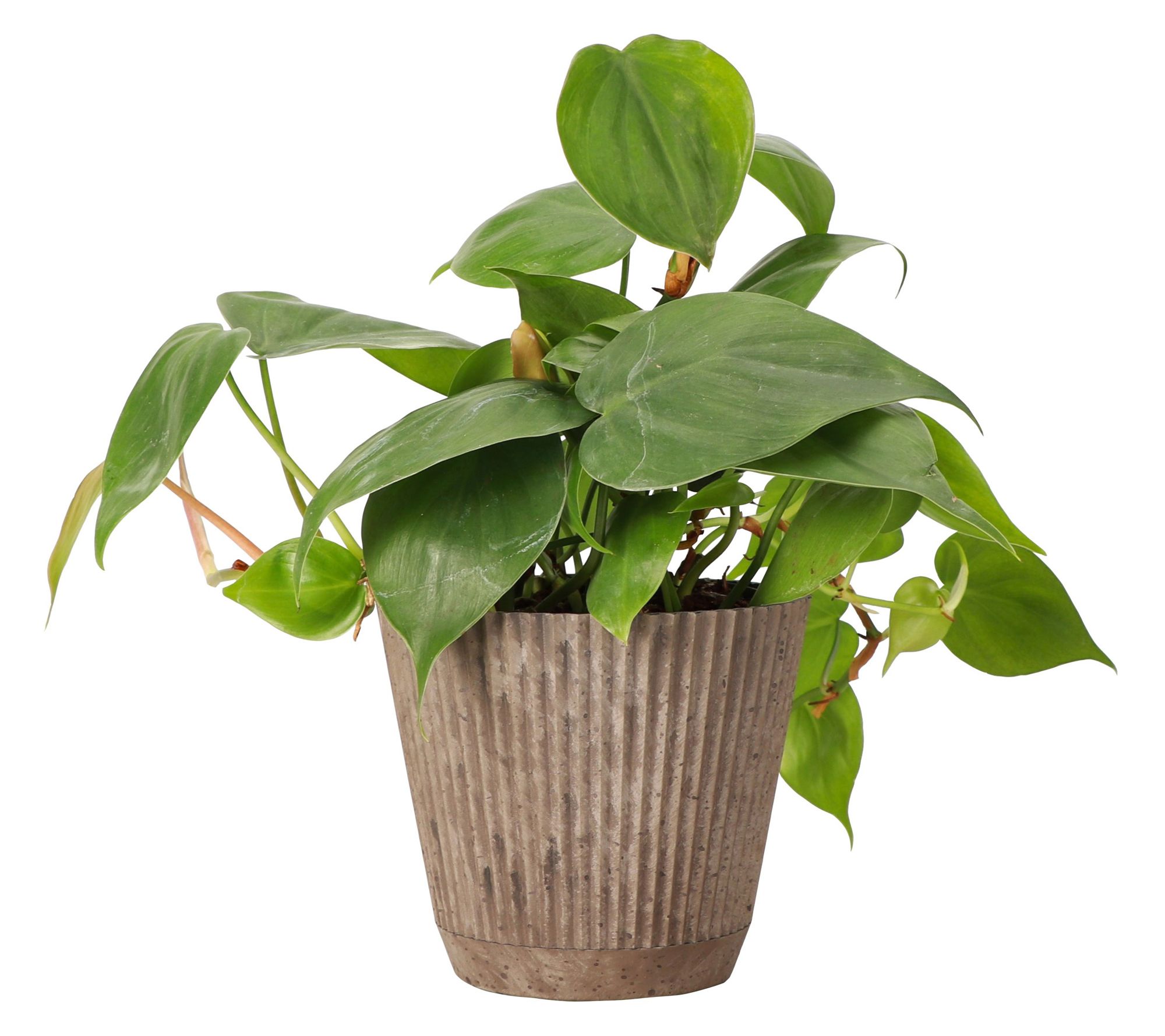 Thorsen's Greenhouse Live 4" Green Philodendronin Ruffle Pot