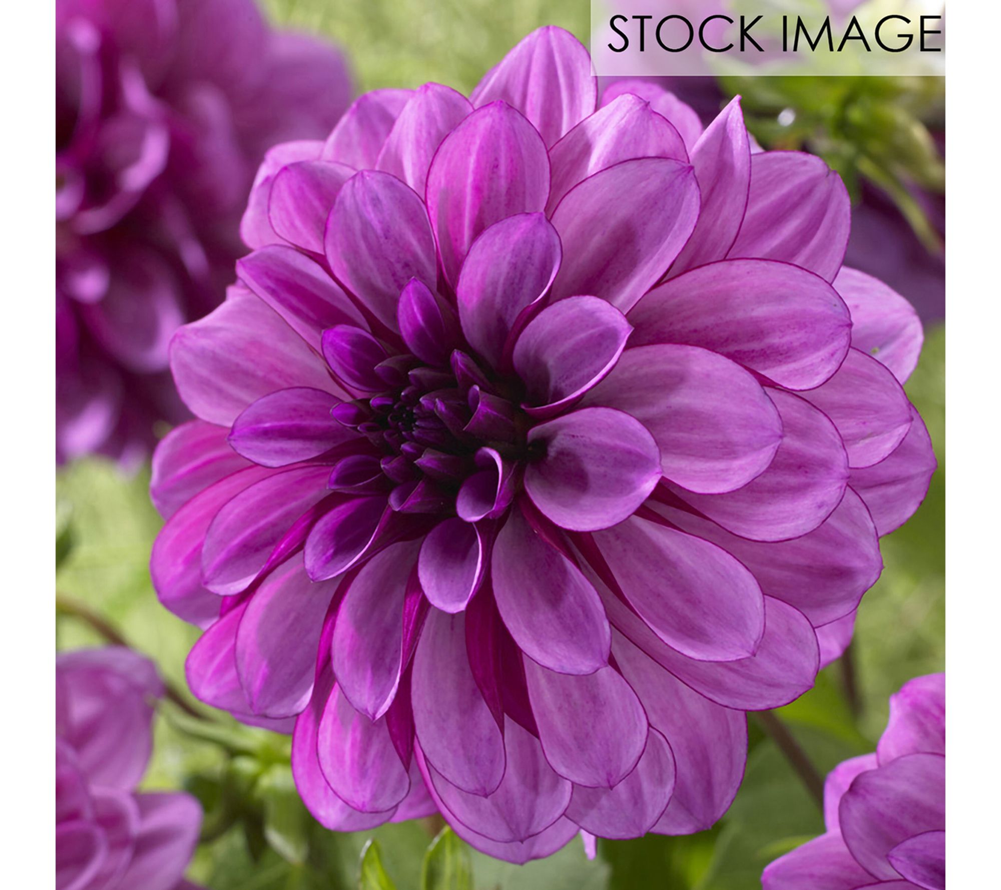 Van Zyverden Dahlias Blue Bell Set of 5 Bulbs