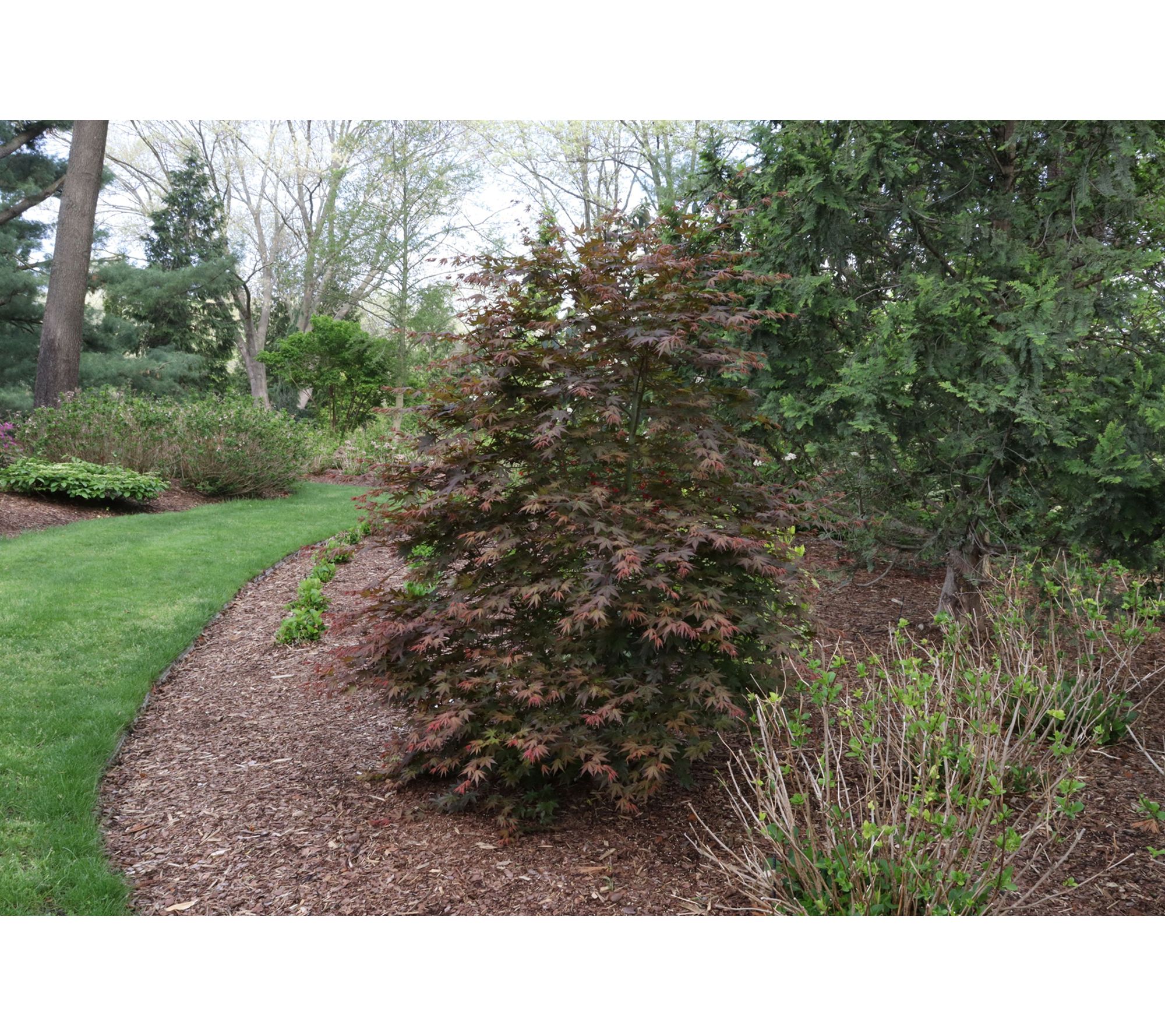 Roberta's 1 pc. Dwarf Hot Chana Red Japanese Maple Tree