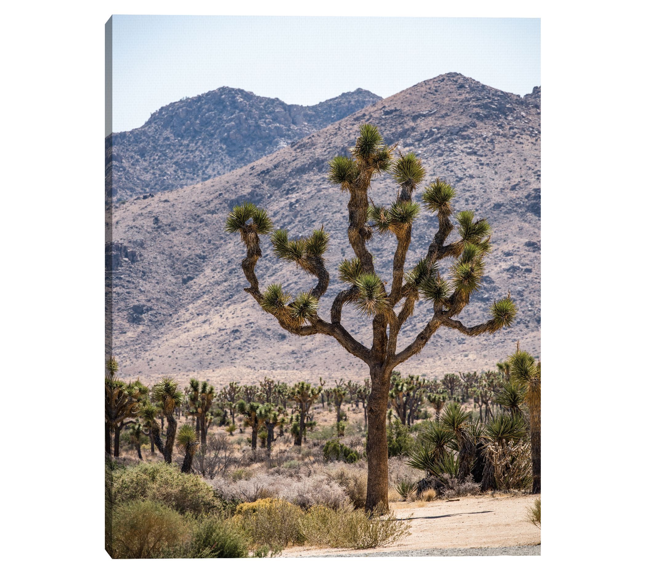 Scott Living Joshua Tree #12 Canvas Print - QVC.com