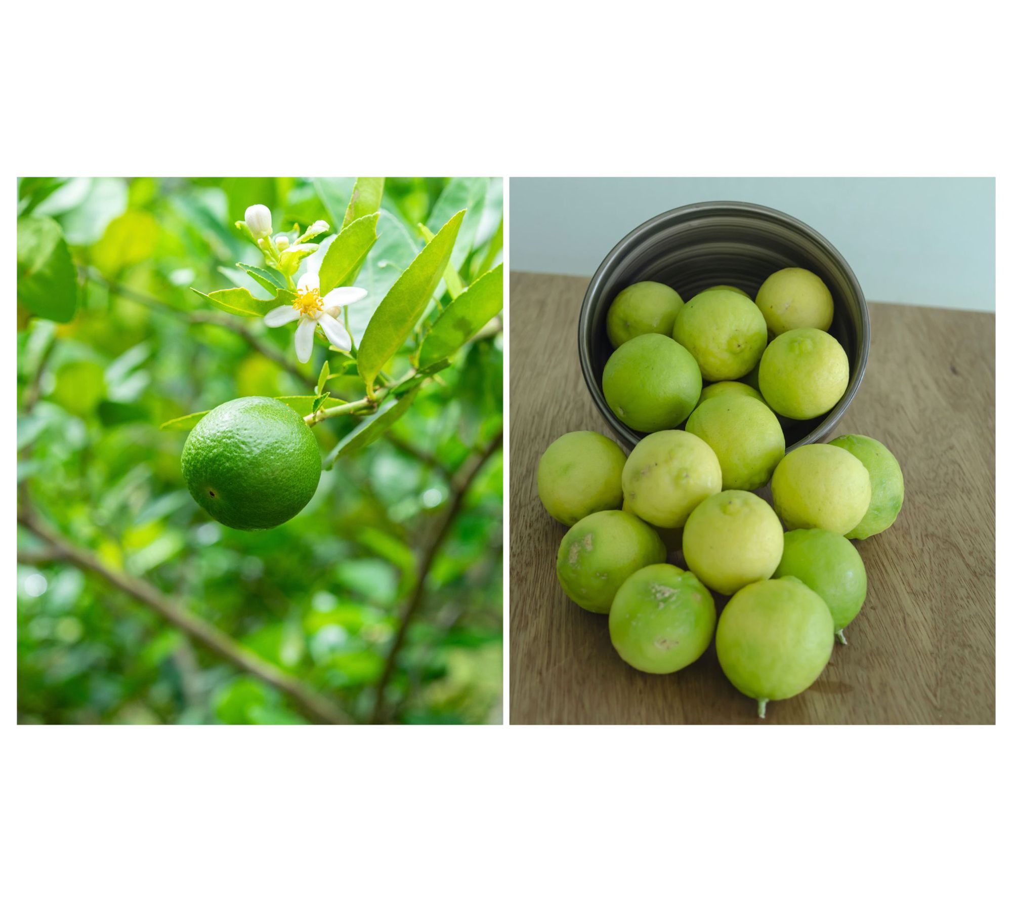 Roberta's 1-Pc Key Lime Citrus Tree SH 5/23