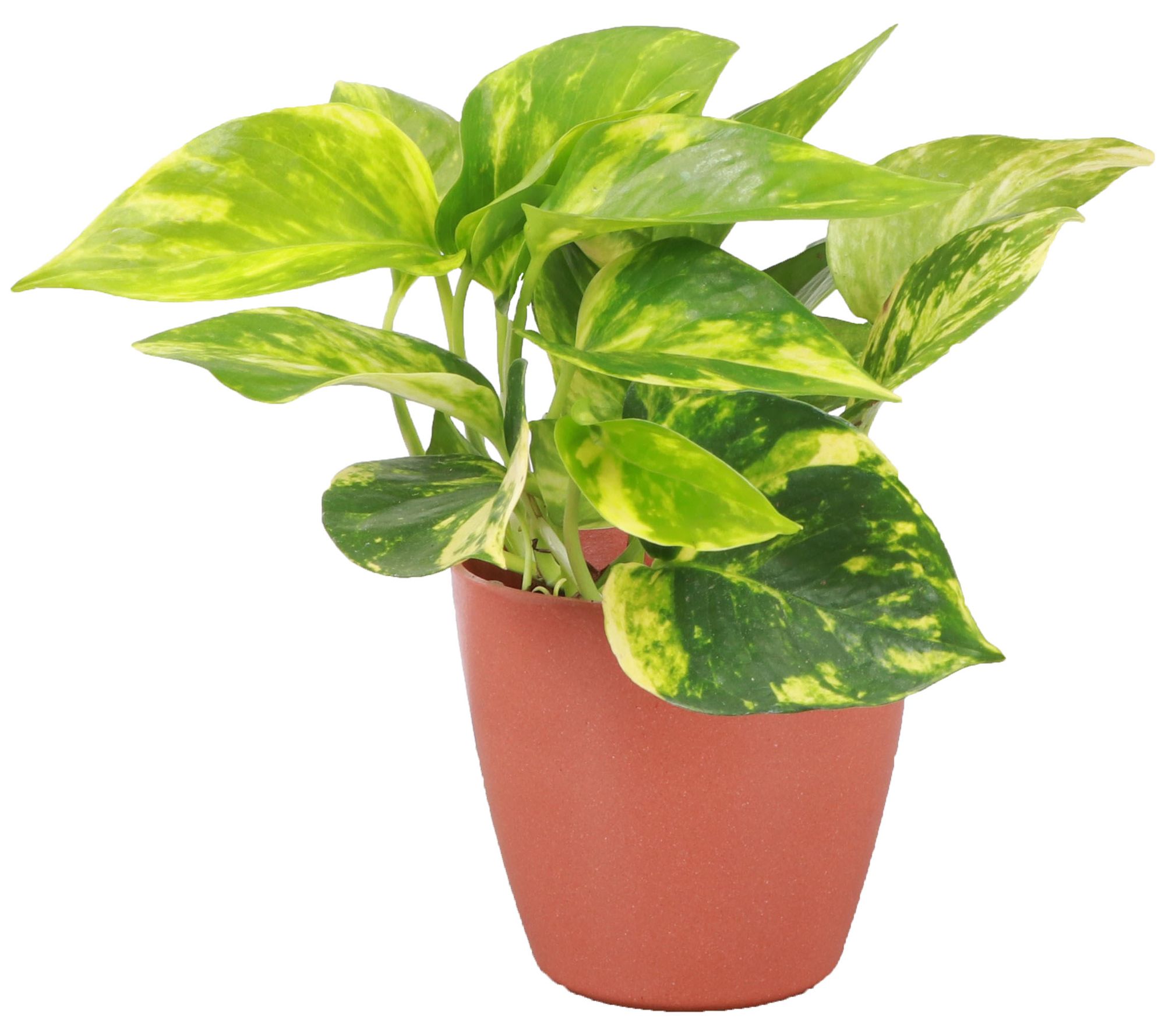 Thorsen's Greenhouse 4" Golden Pothos in Biodegradable Pot